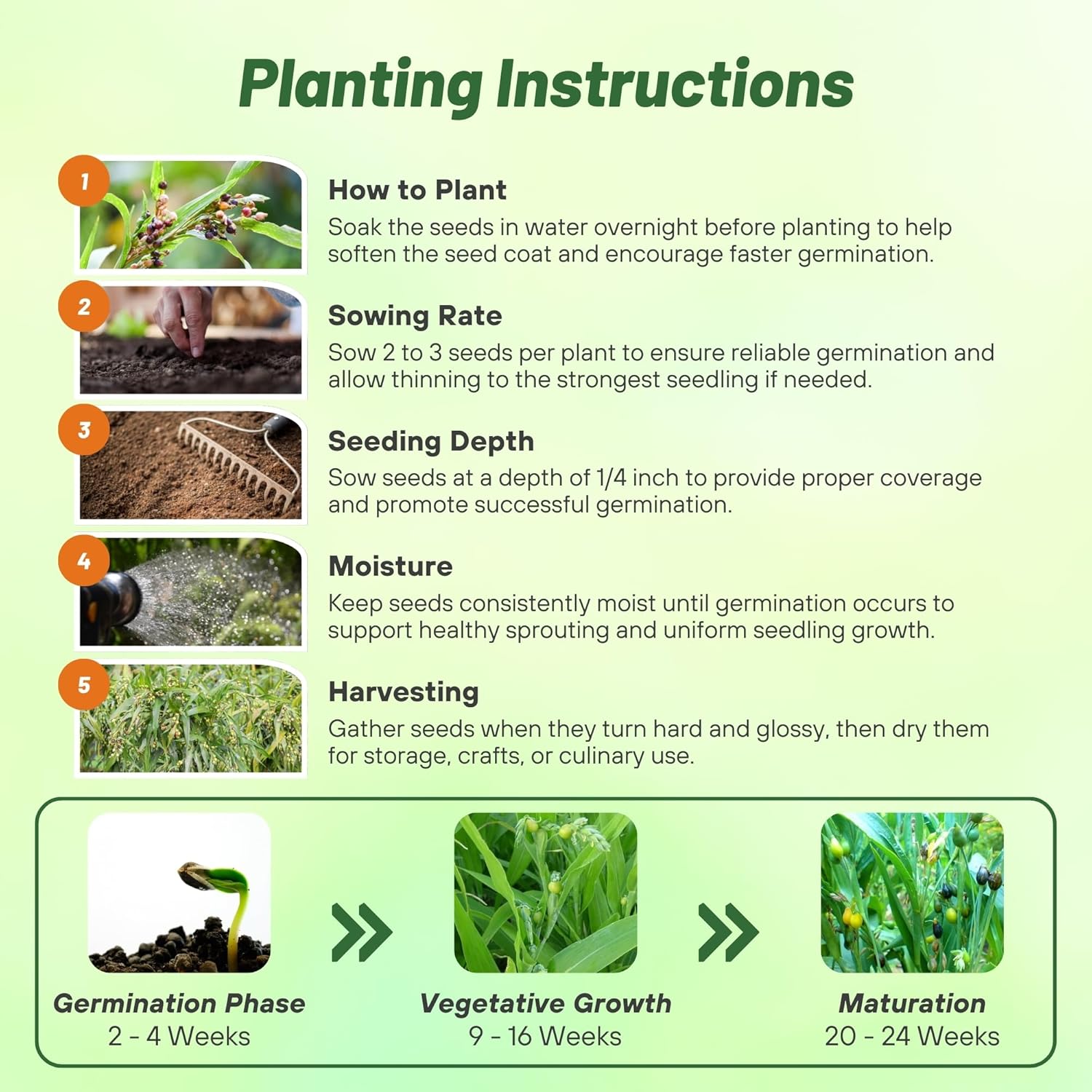 Job's Tears Flower Seed Planting Directions
