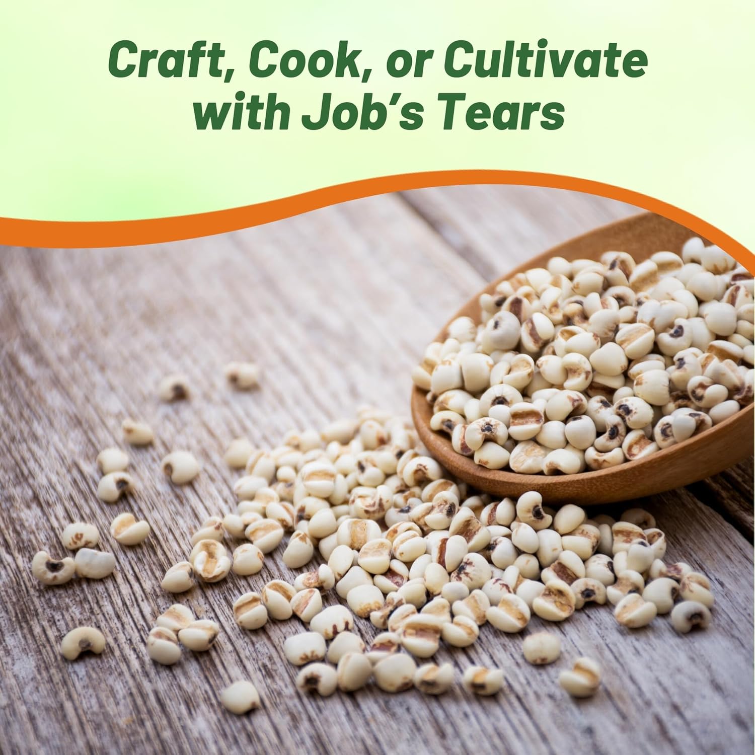 Coix Edible Seeds