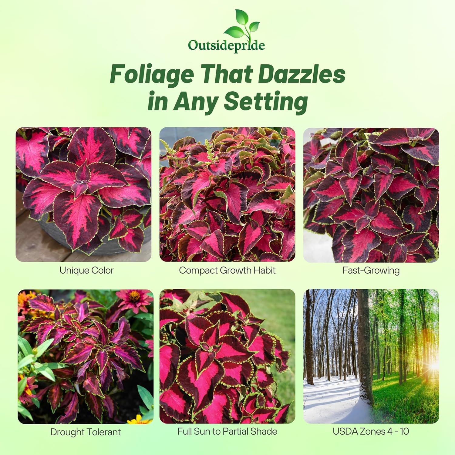 Coleus Chocolate Cherry Foliage Plants
