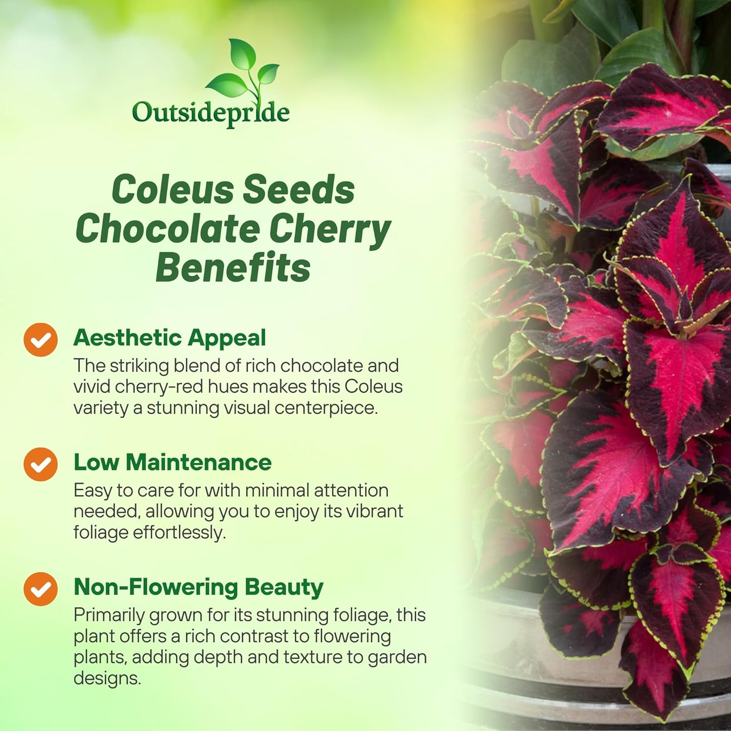 Coleus Chocolate Covered Cherry Seeds