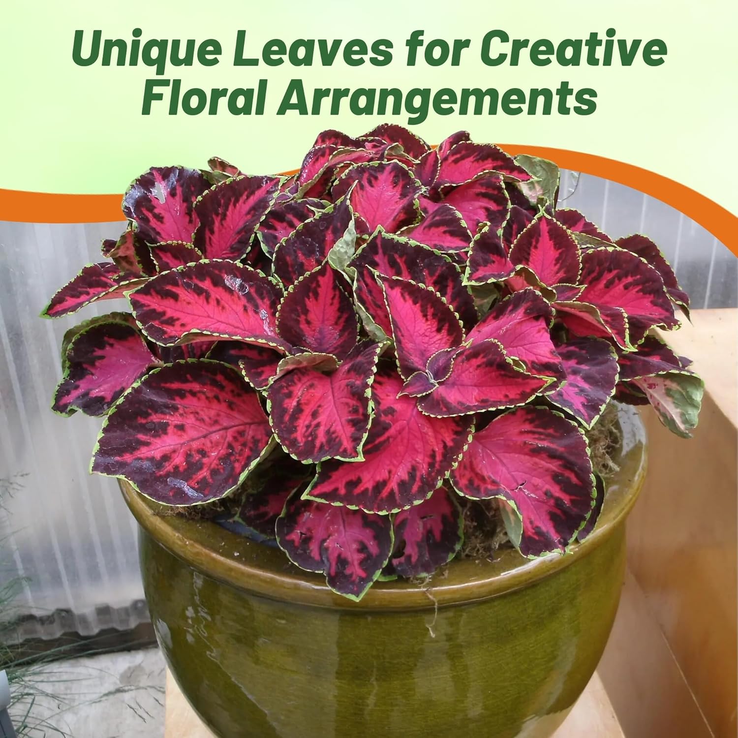 Coleus Chocolate Covered Cherry Plants