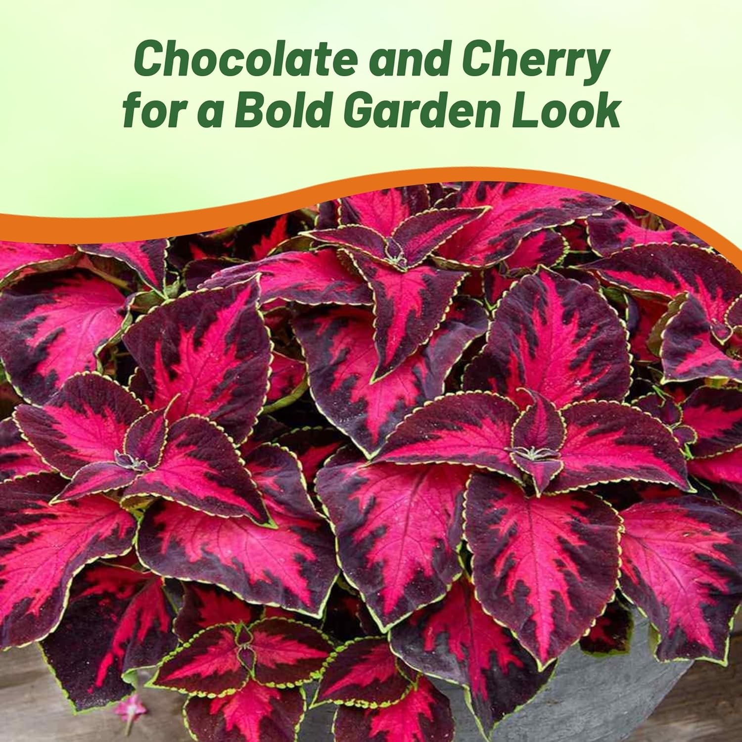 Coleus Chocolate Covered Cherry House Plants