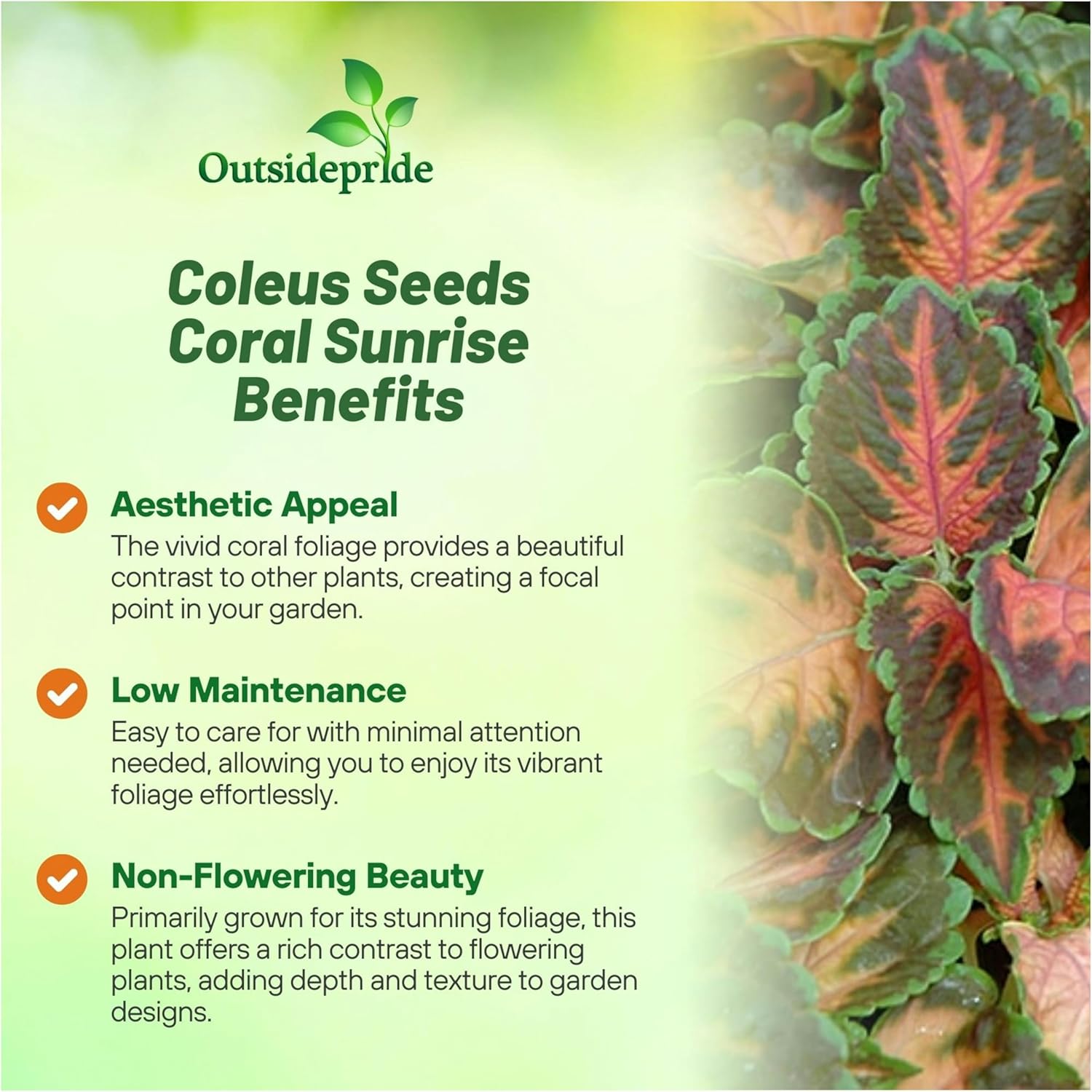 Coleus Coral Sunrise Foliage Plant