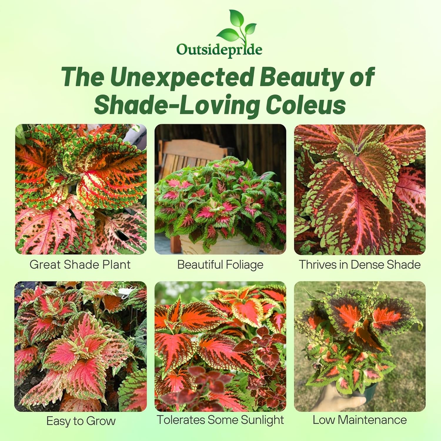 Coleus Salmon Pink Indoor Plants