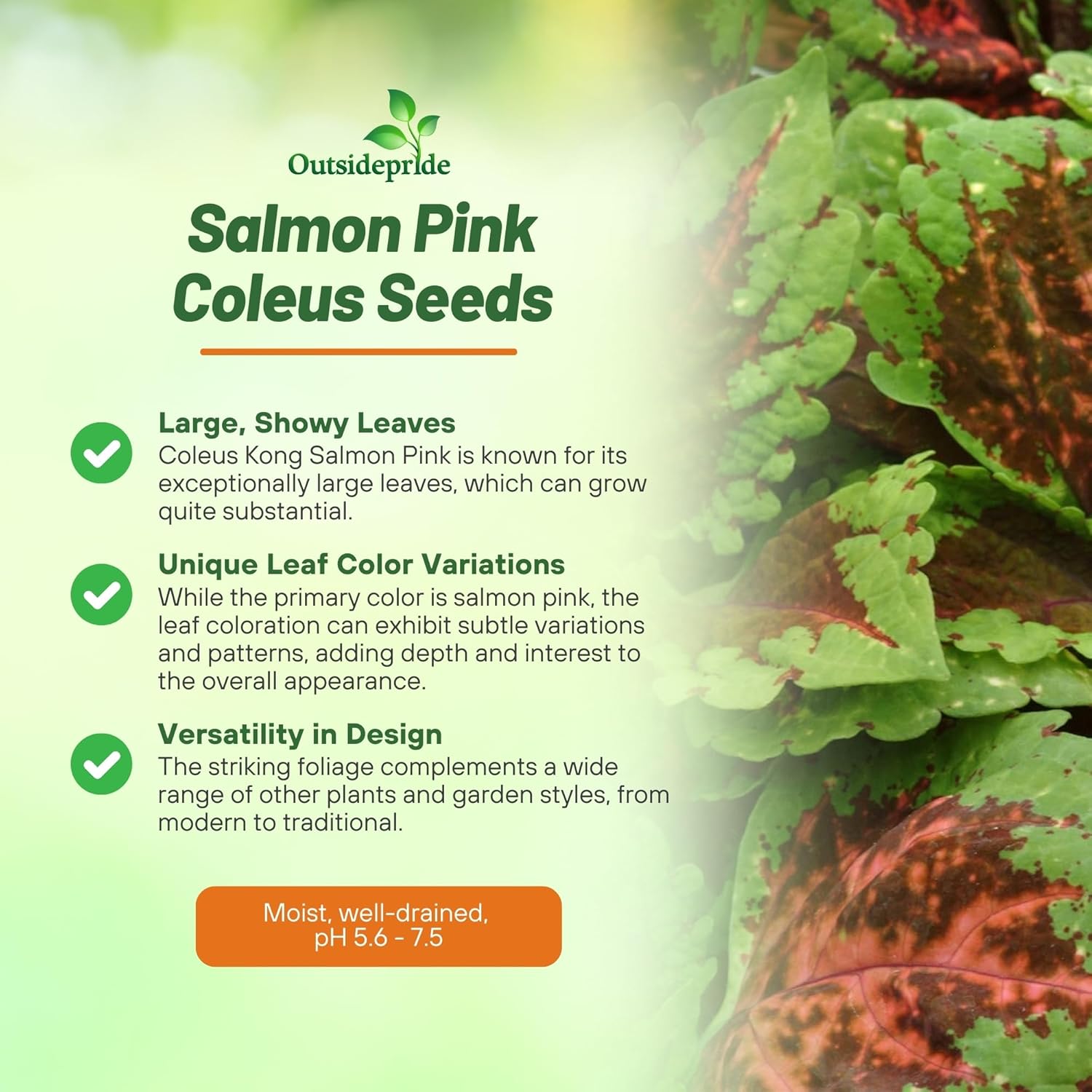 Coleus Salmon Pink House Plants