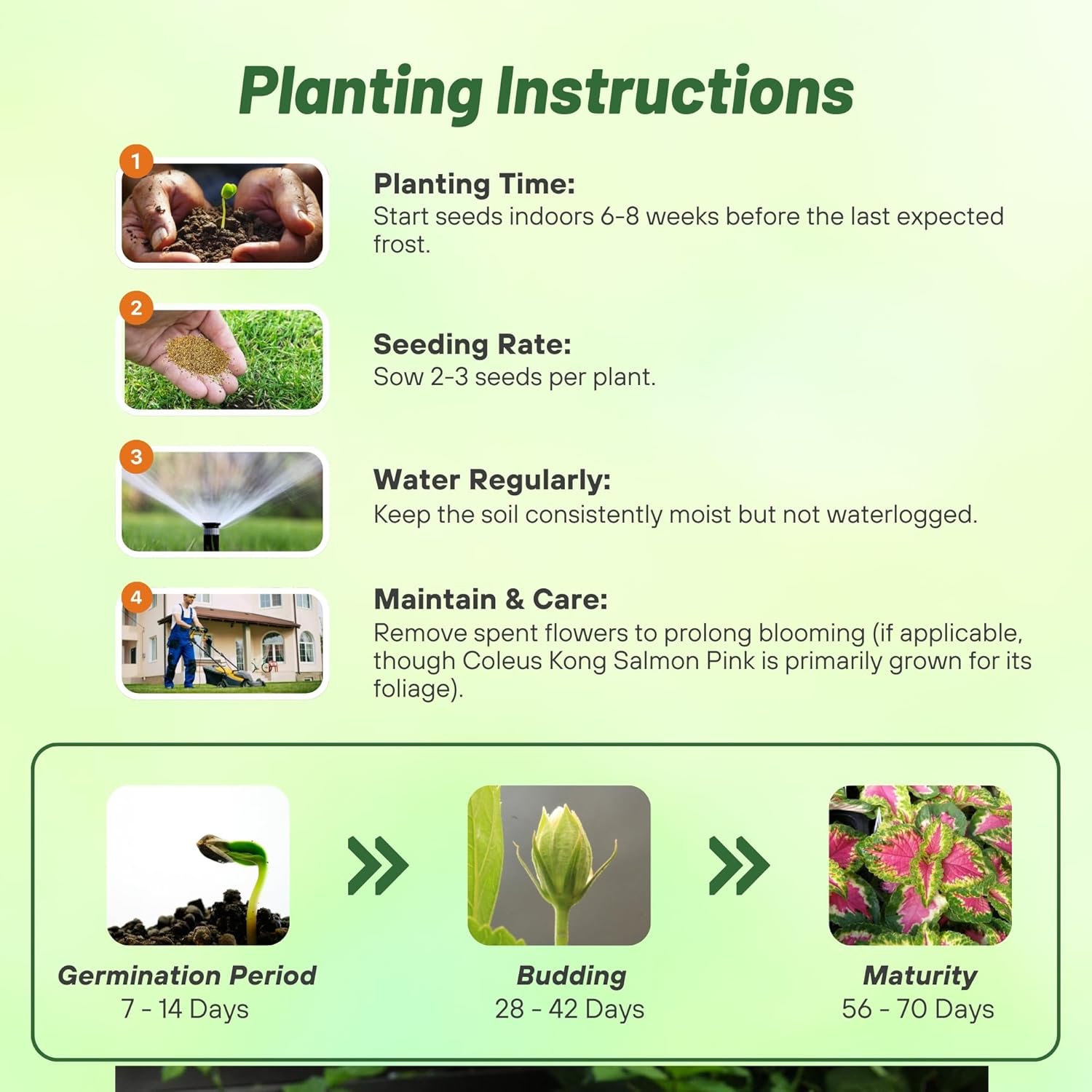 Coleus Salmon Pink Planting Directions