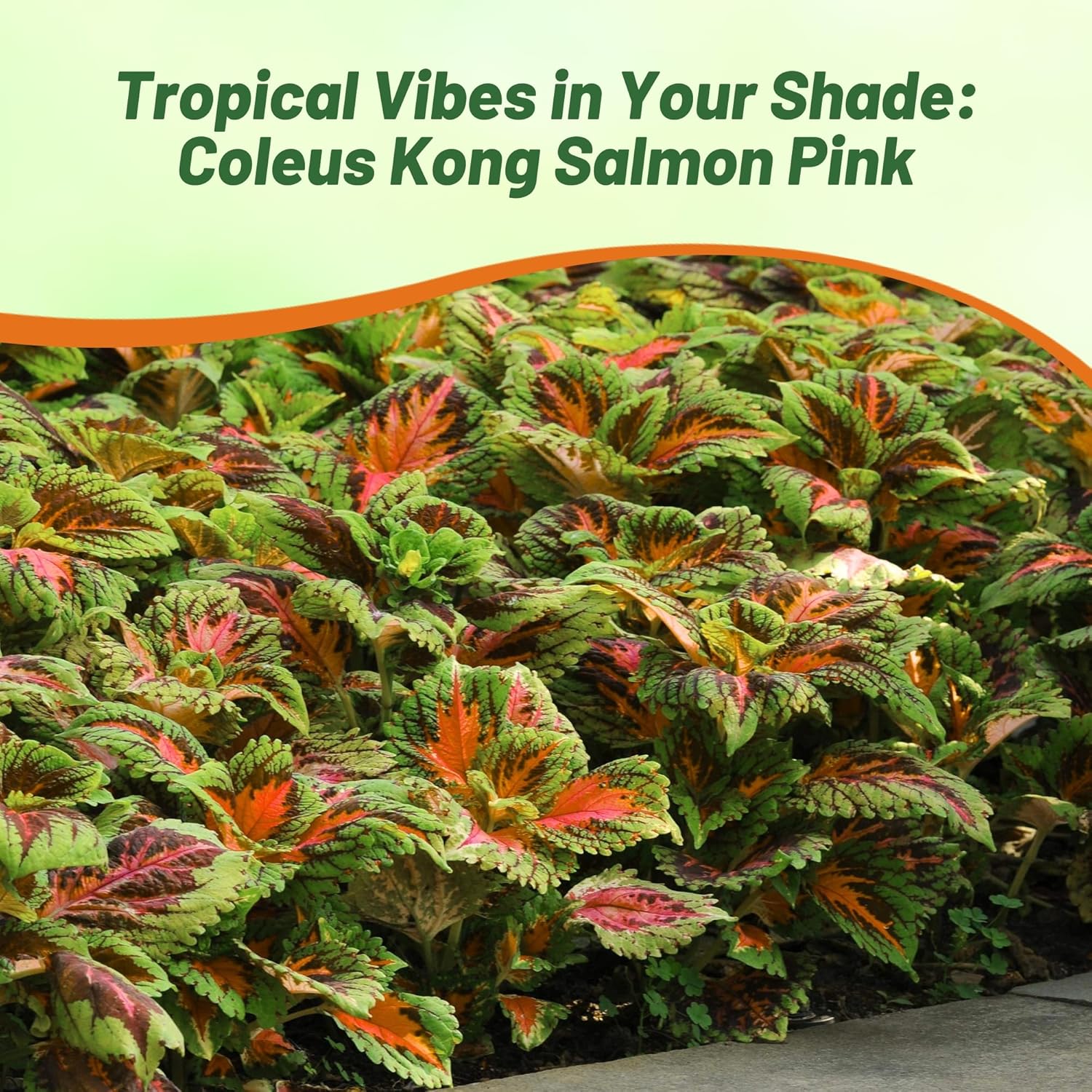 Coleus Kong Salmon Pink Foliage