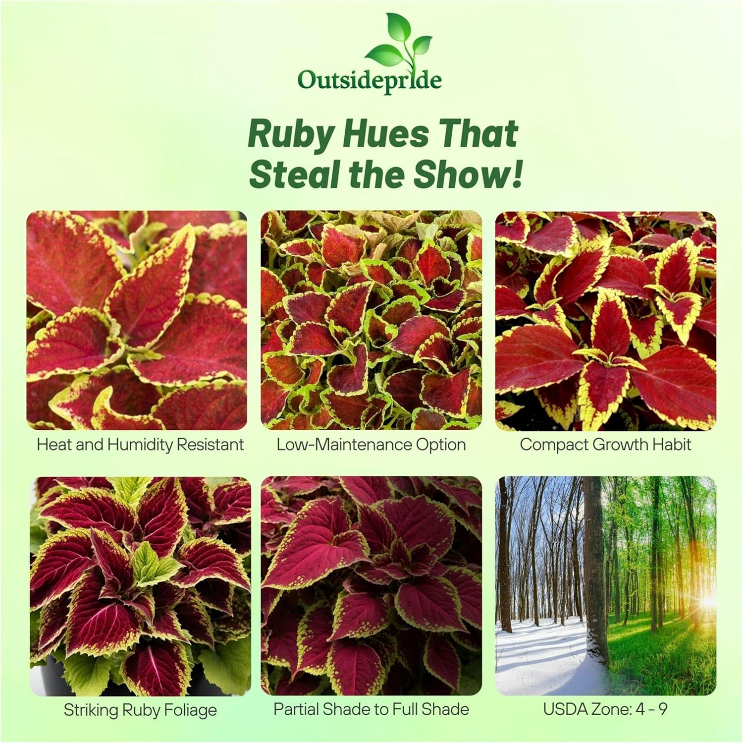 Coleus Fairway Ruby Indoor Plant