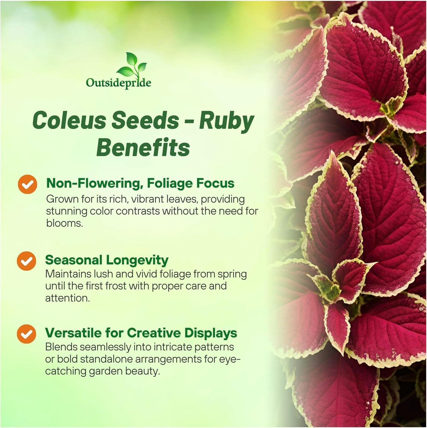 Coleus Fairway Ruby House Plant