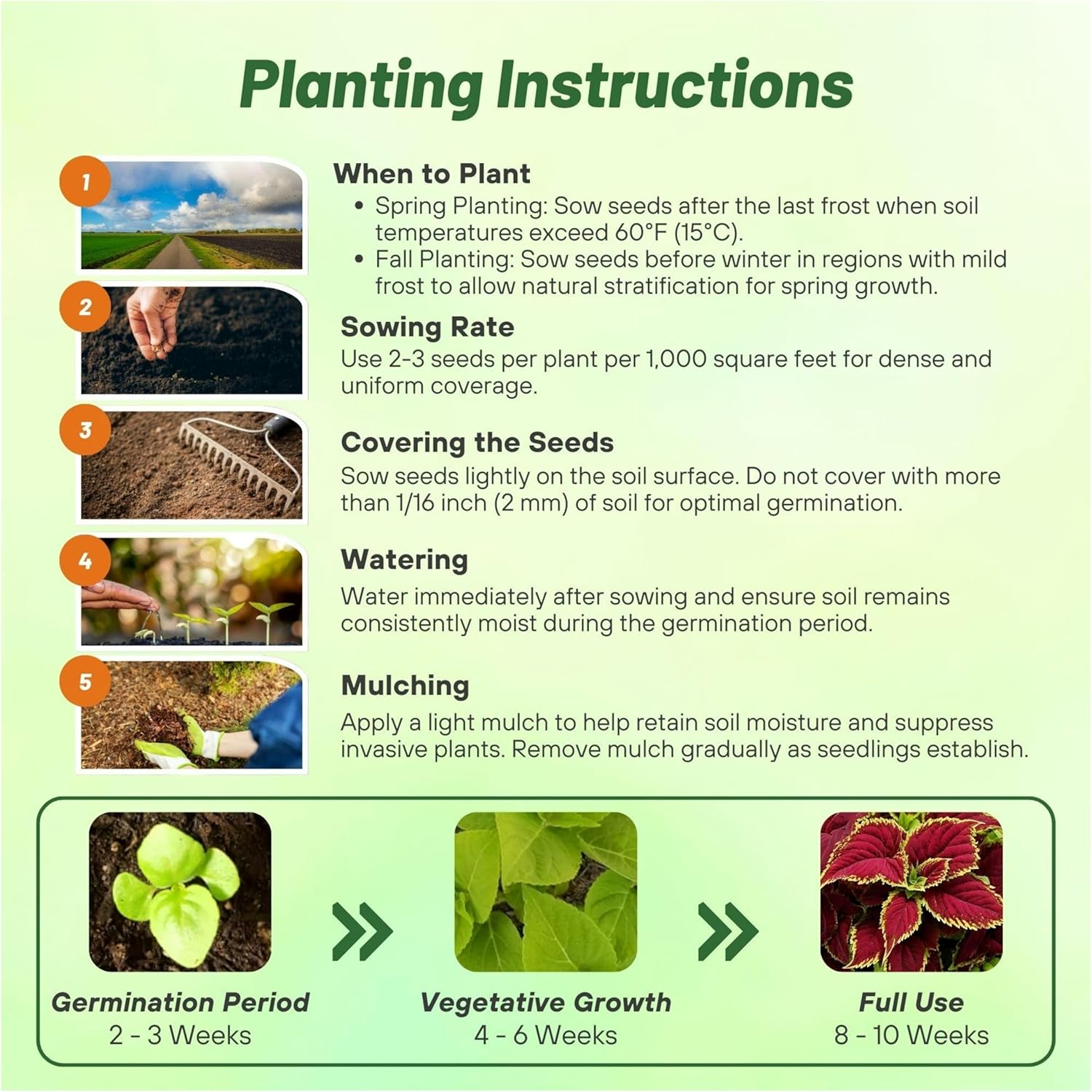 Coleus Ruby Planting Directions
