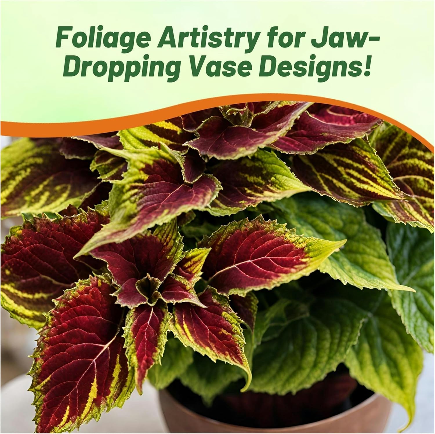 Coleus Ruby Foliage Plant