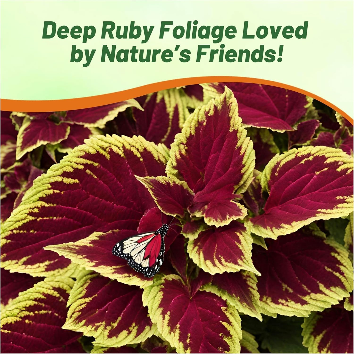 Coleus Fairway Ruby Container Plant