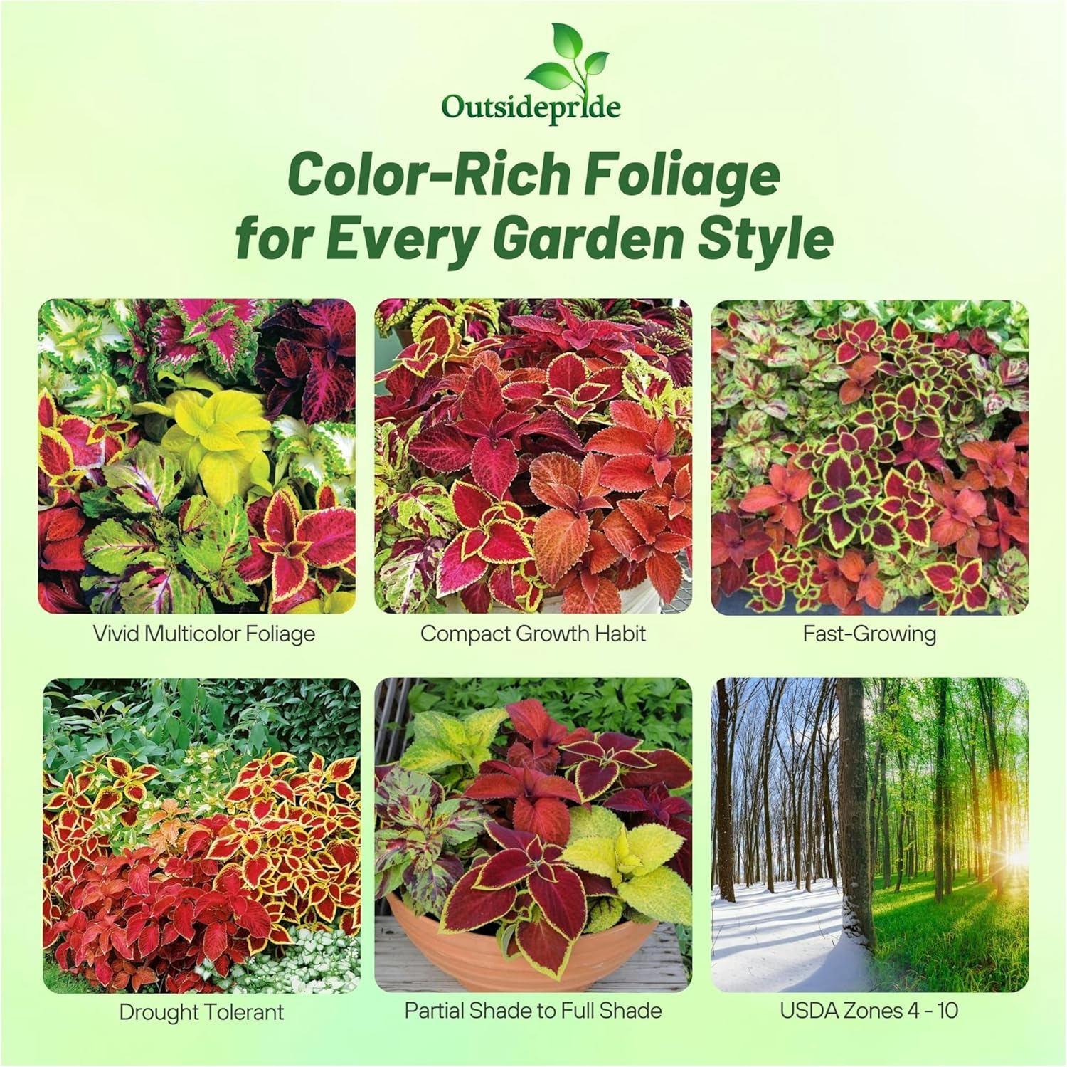 Coleus Wizard Seed Mixture