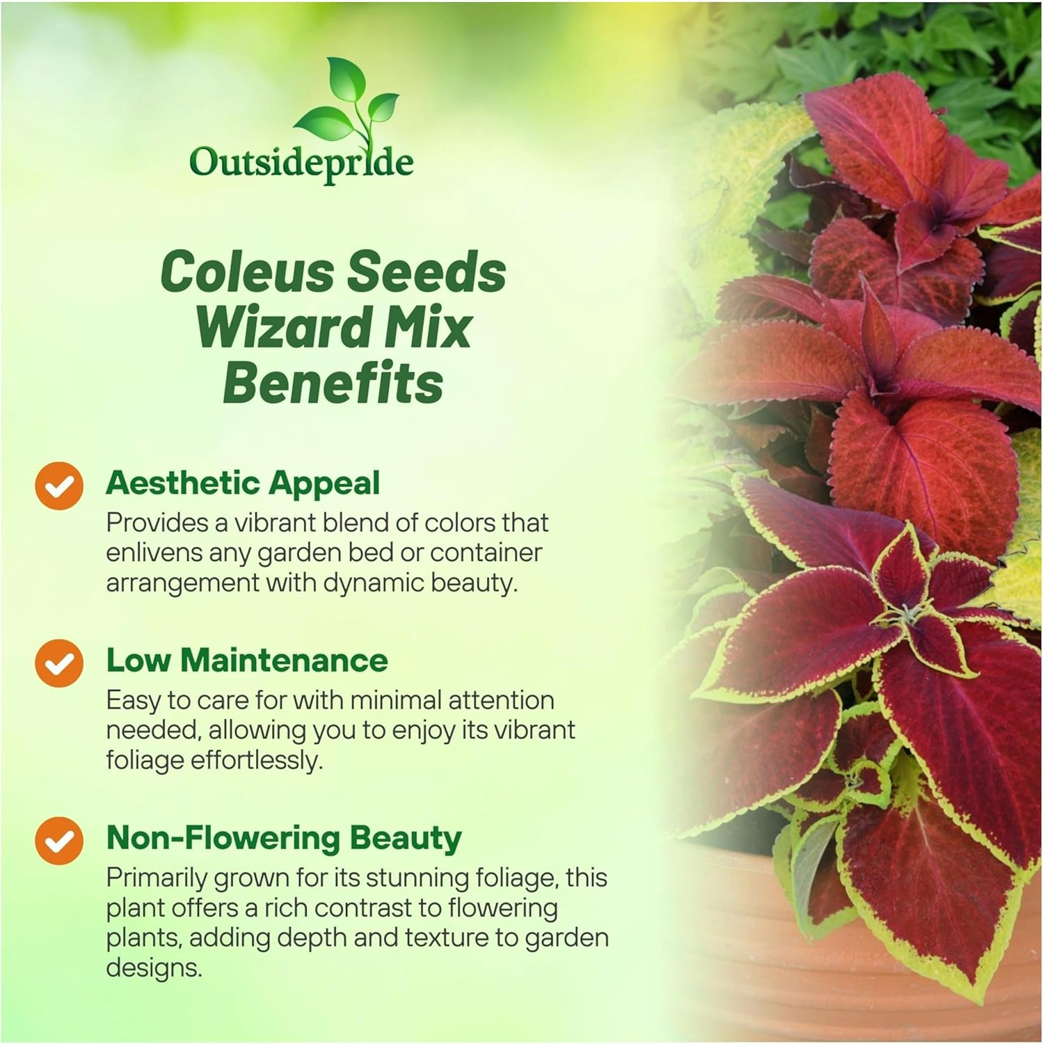 Coleus Wizard Plant Mix