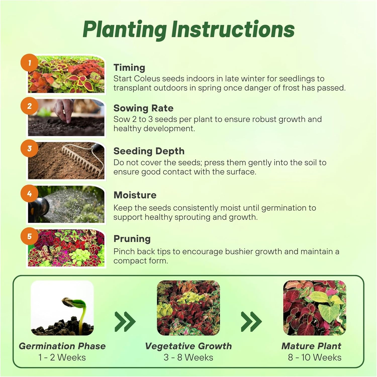 Coleus Wizard Planting Directions