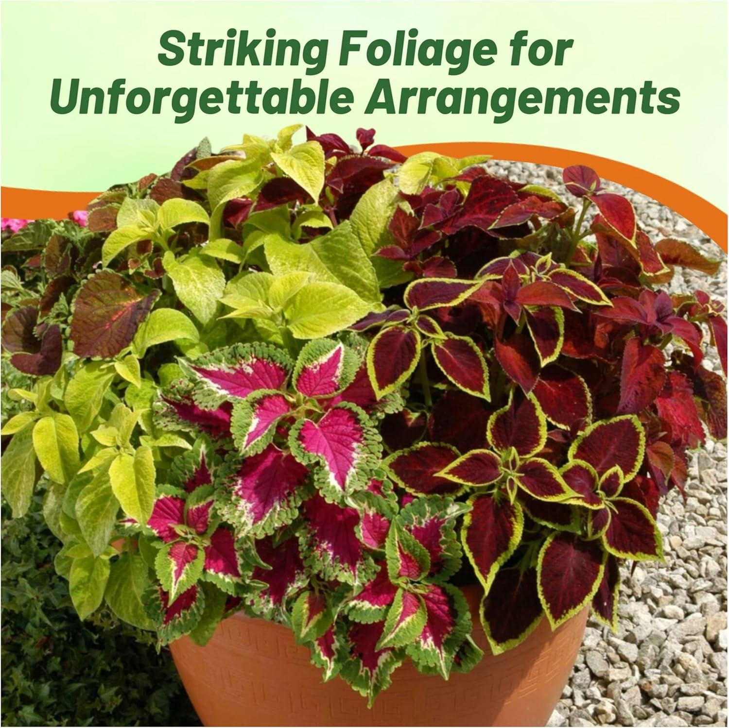 Coleus Wizard Seed Mix