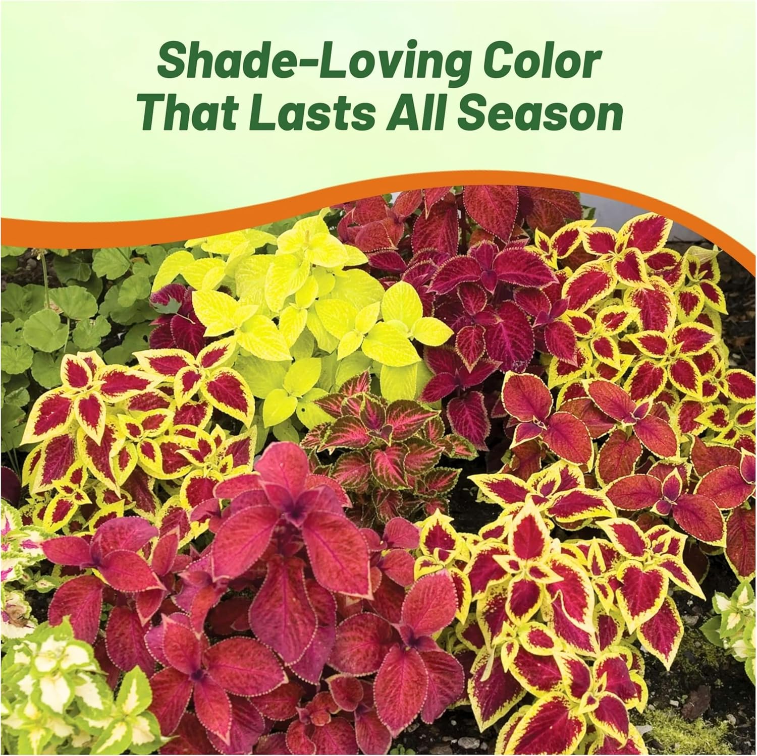 Coleus Wizard House Plant Mix