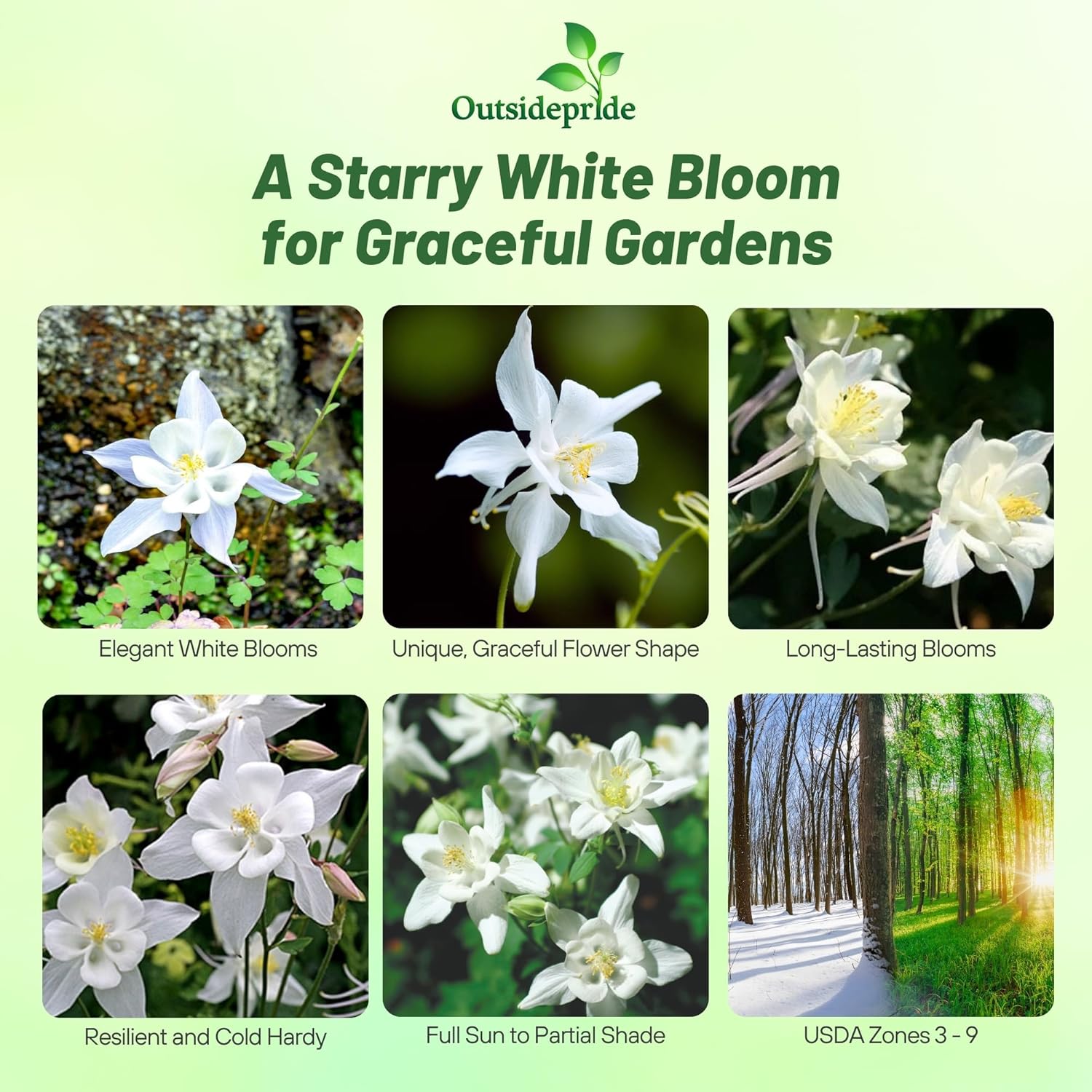 Columbine Crystal Star White Flowers