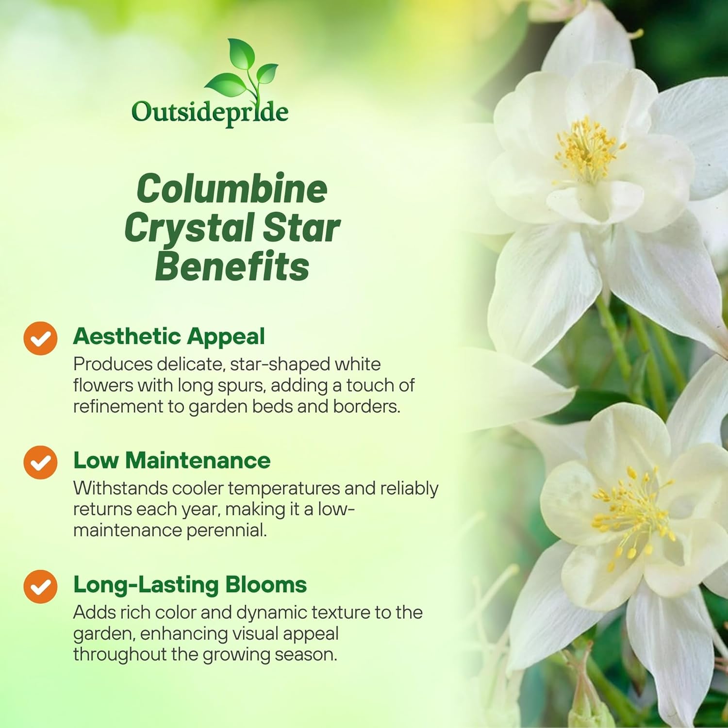 Aquilegia Crystal Star Flowers