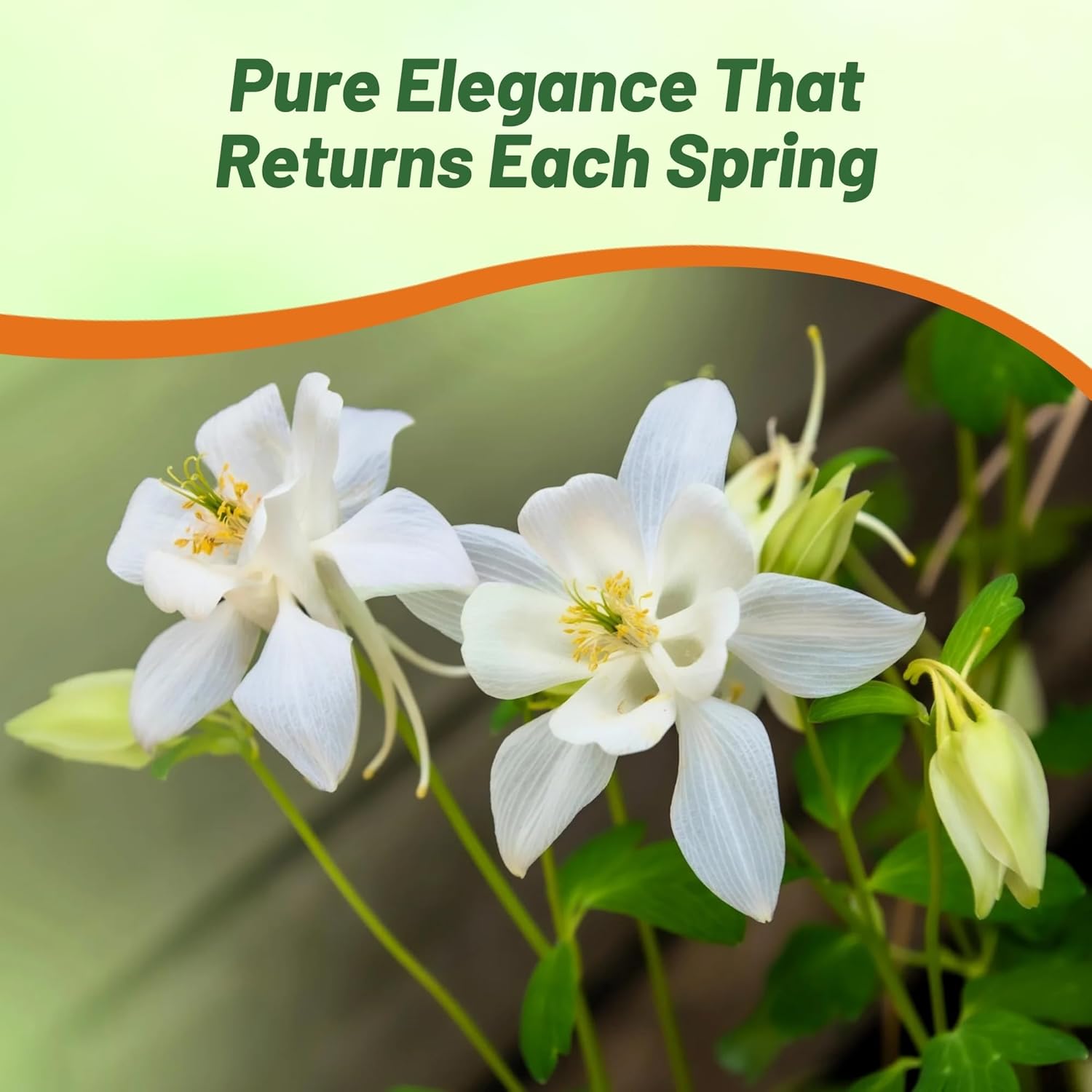 Columbine Crystal Star Flowers