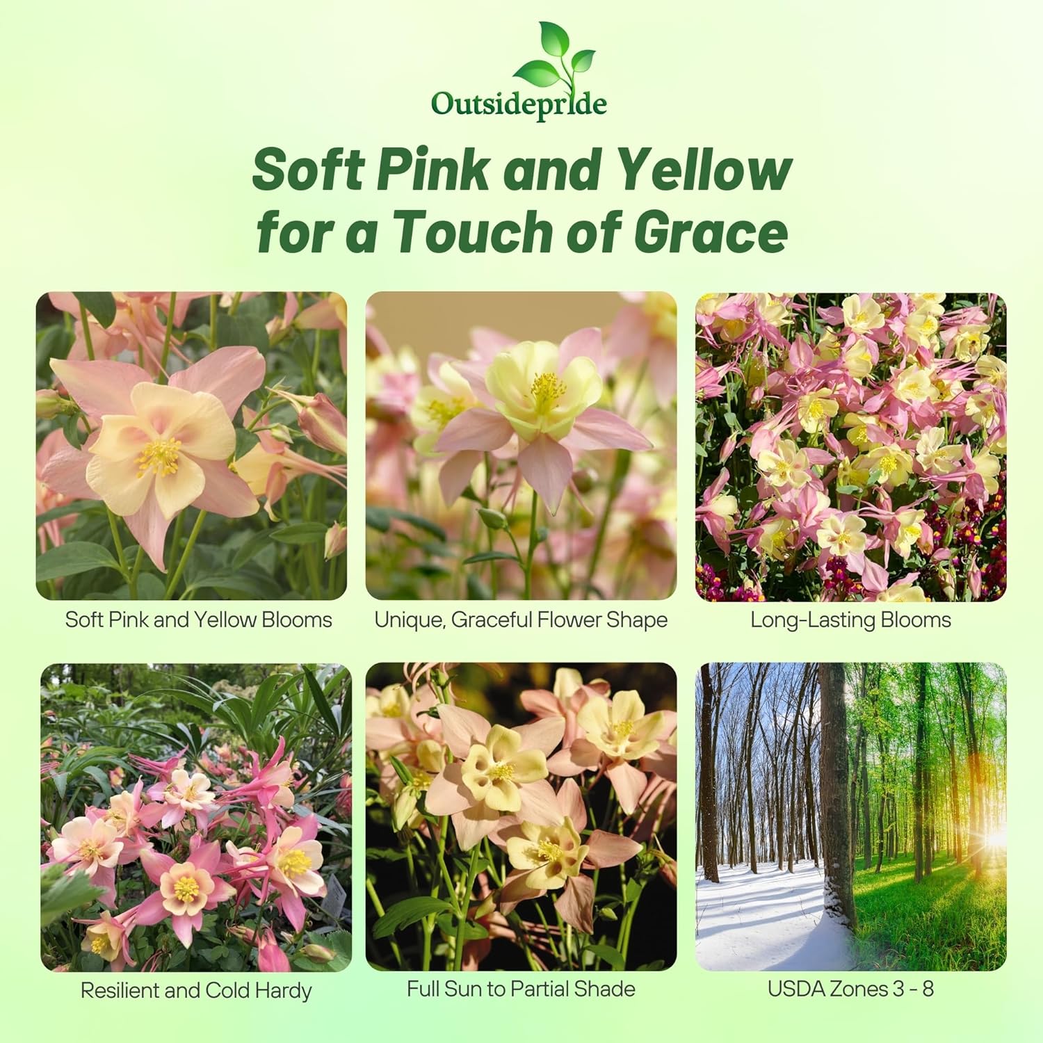 Aquilegia Columbine Swan Pink Flowers