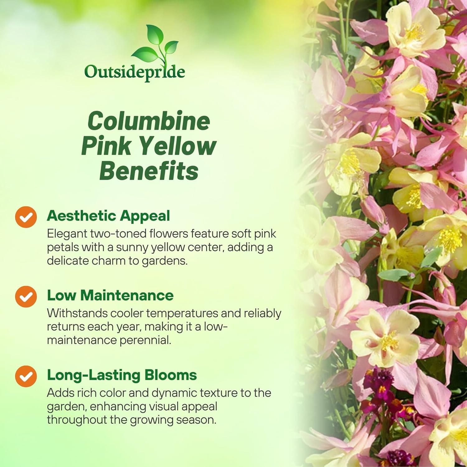 Aquilegia Swan Pink Yellow