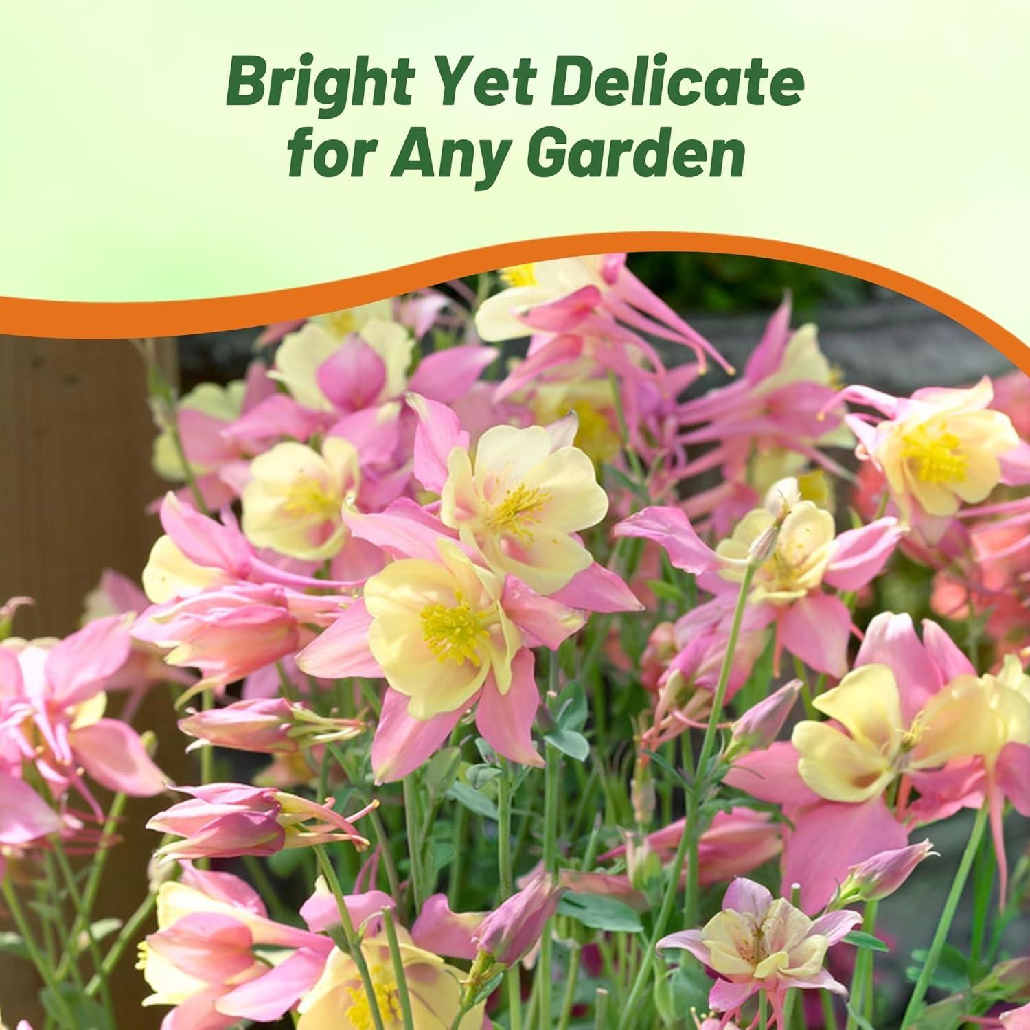 Columbine Swan Pink Yellow Flower Garden