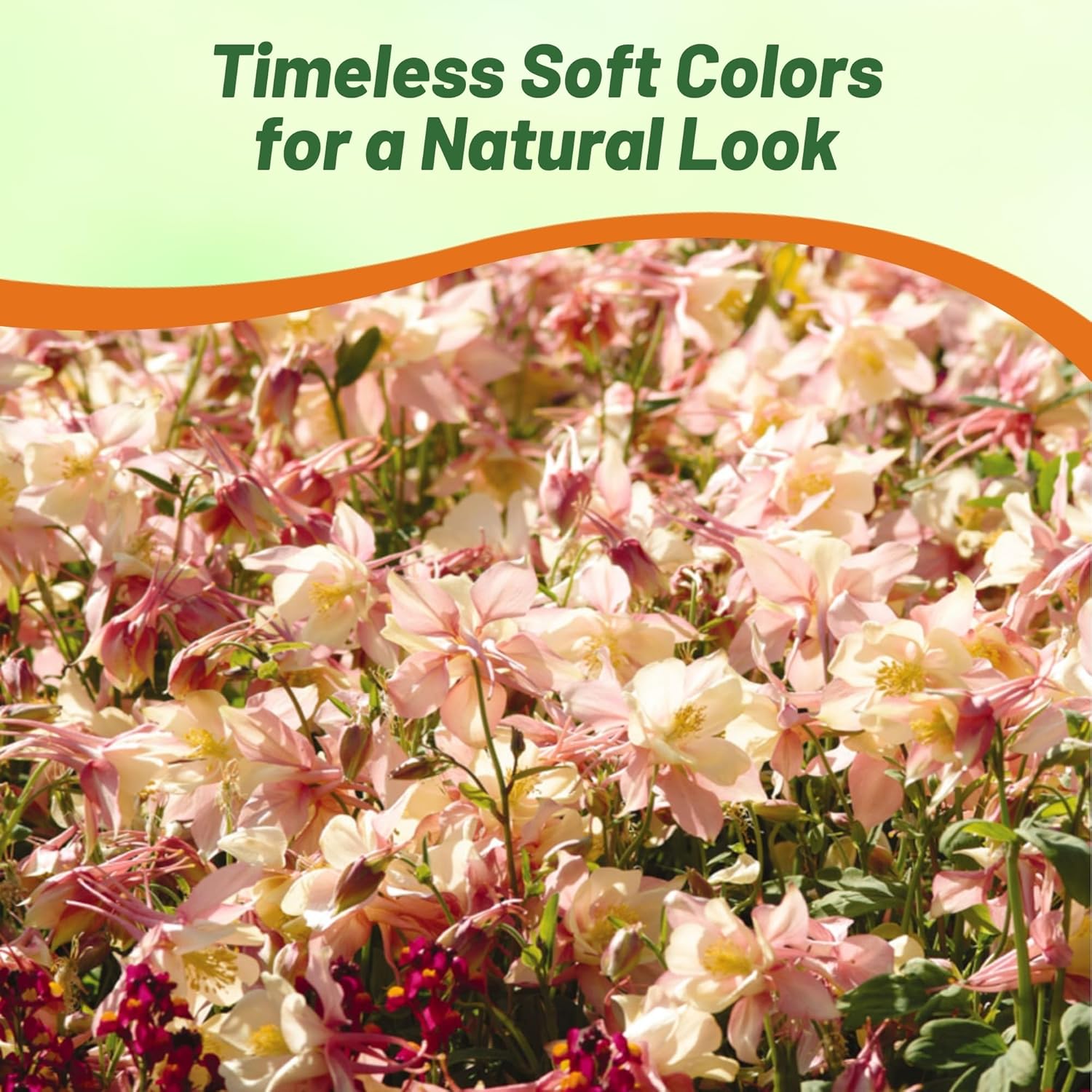 Columbine Swan Pink Yellow