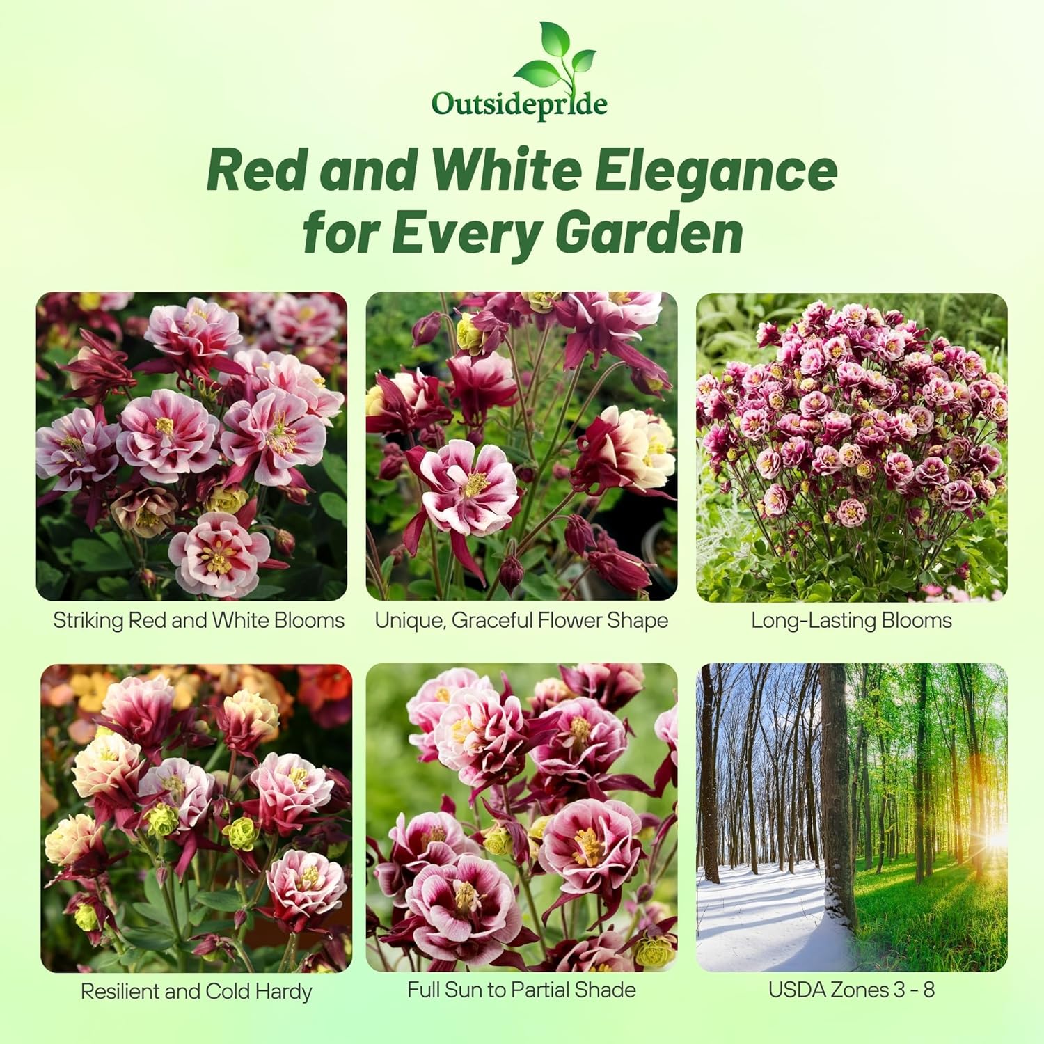 Columbine Double Red White Flowers class=