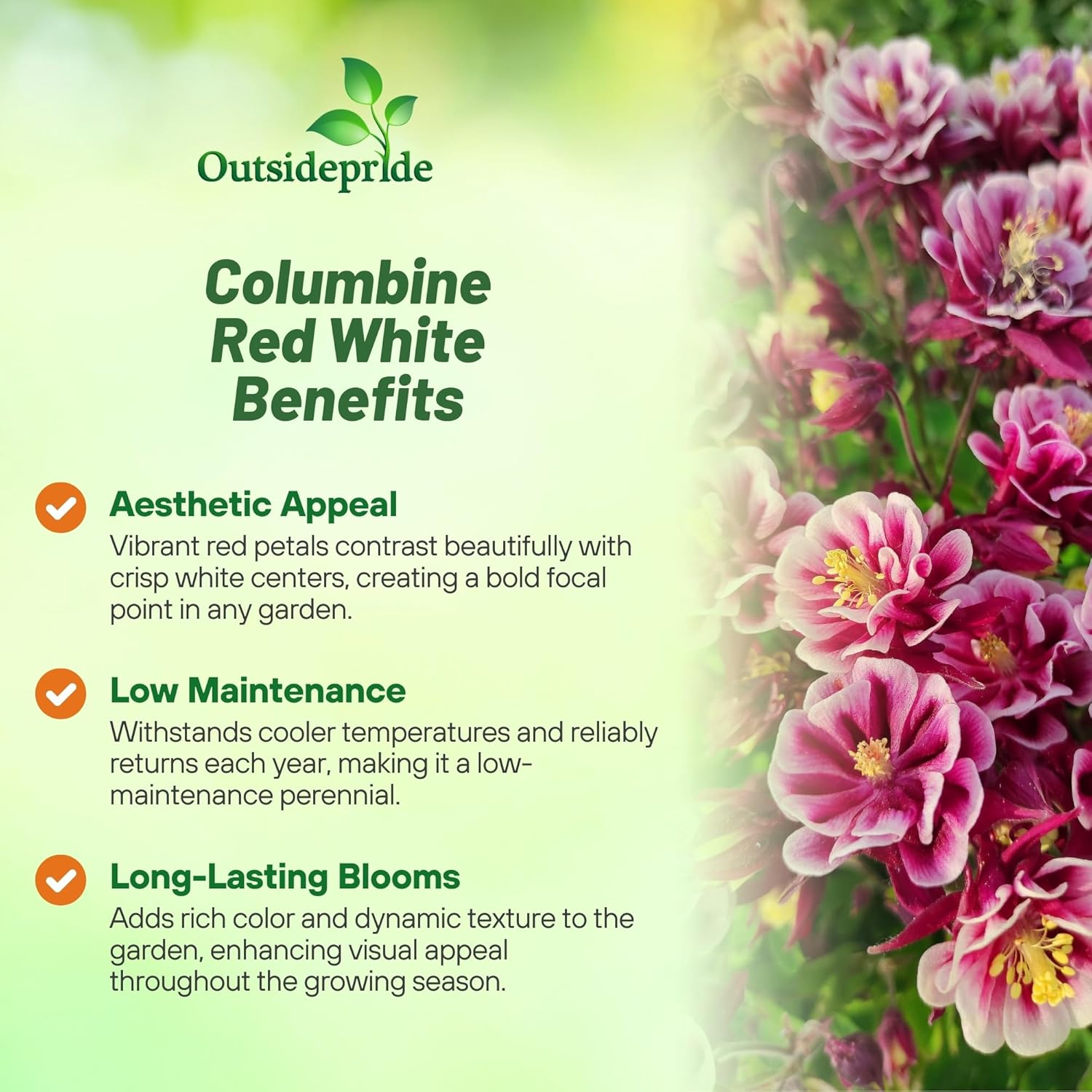 Columbine Winky Double Red White