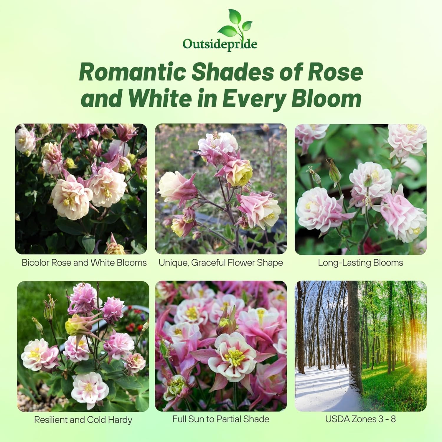 Aquilegia Columbine Double Rose White Seeds