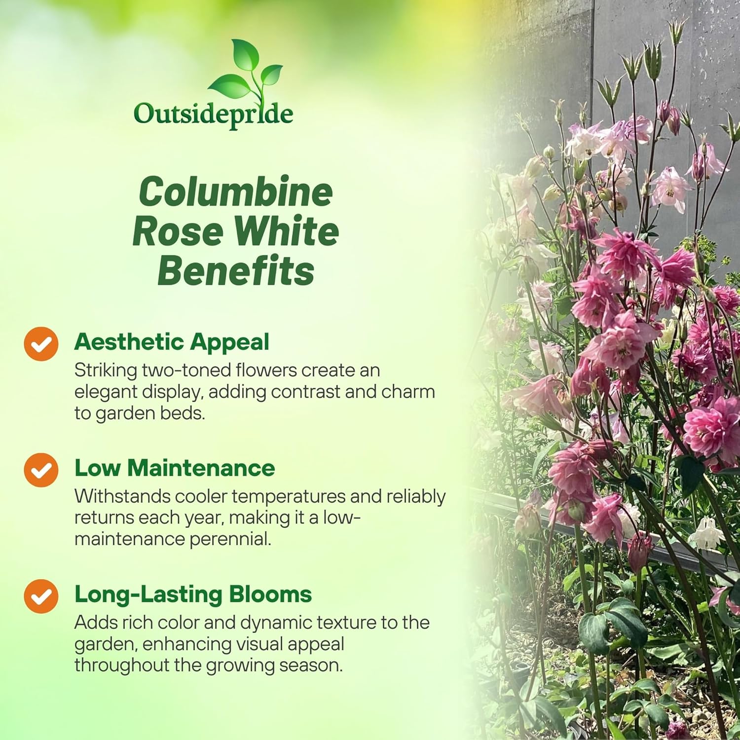 Columbine Double Rose White Flower Seeds