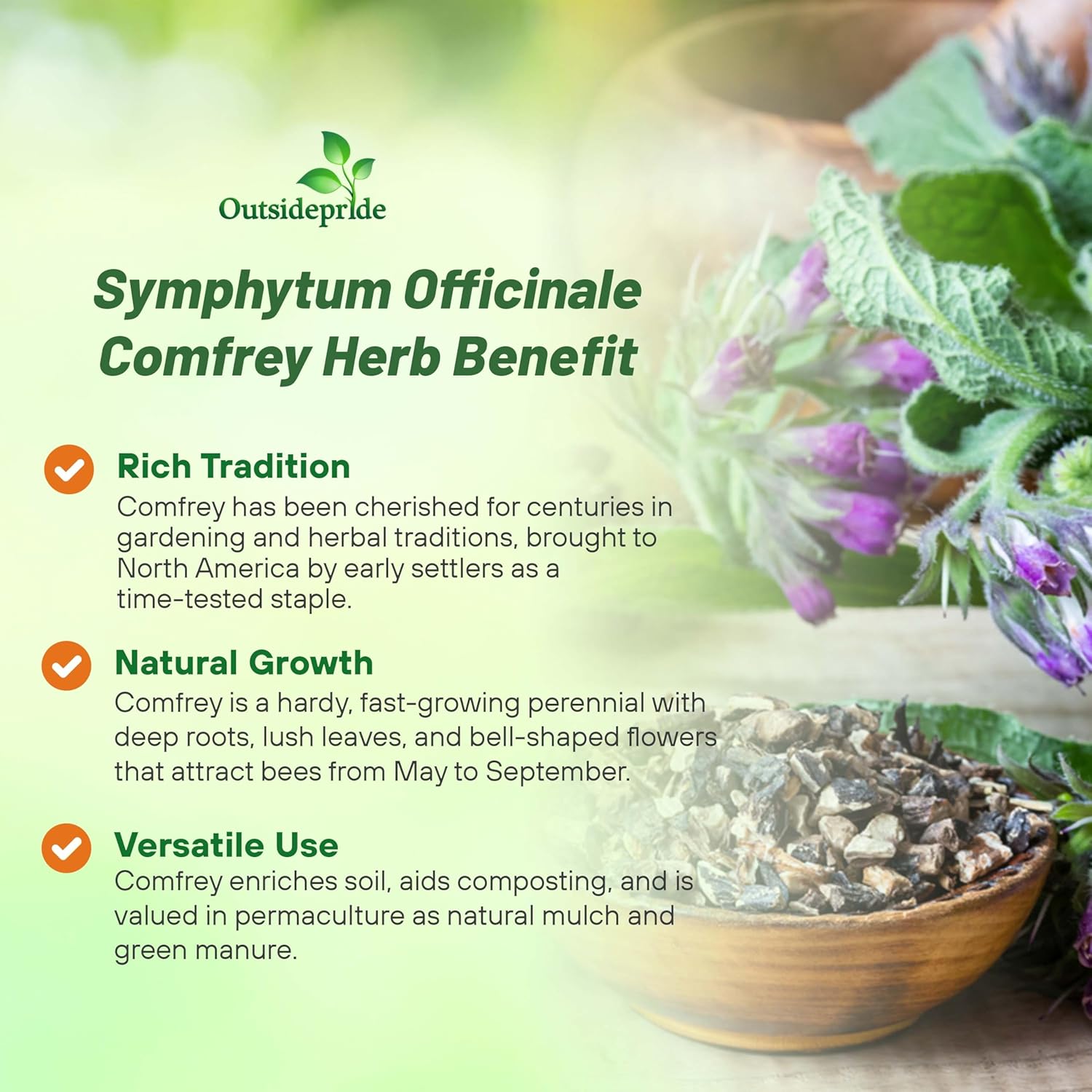 Comfrey Herb Garden Plant