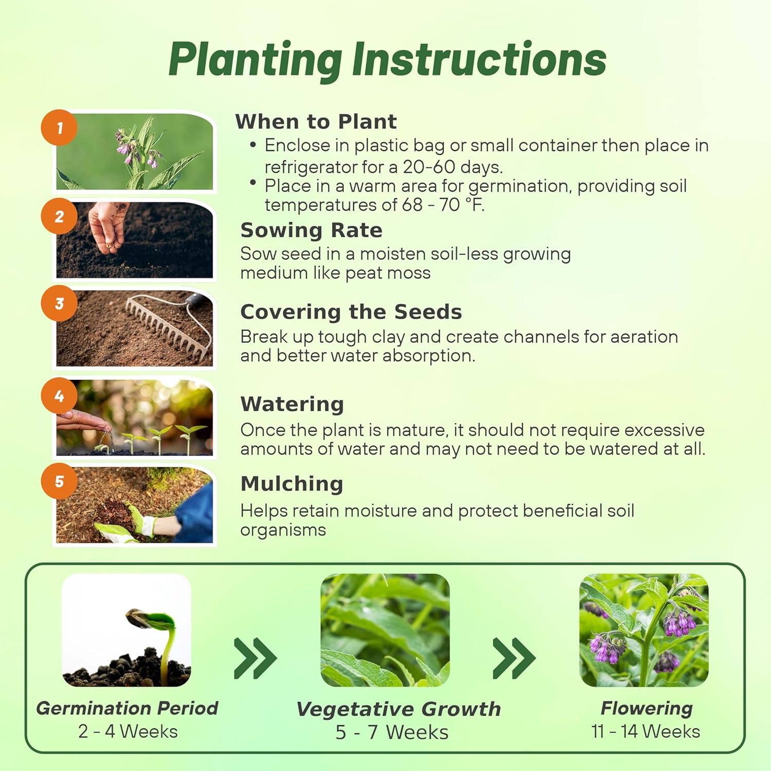 Comfrey Seed Planting Directions