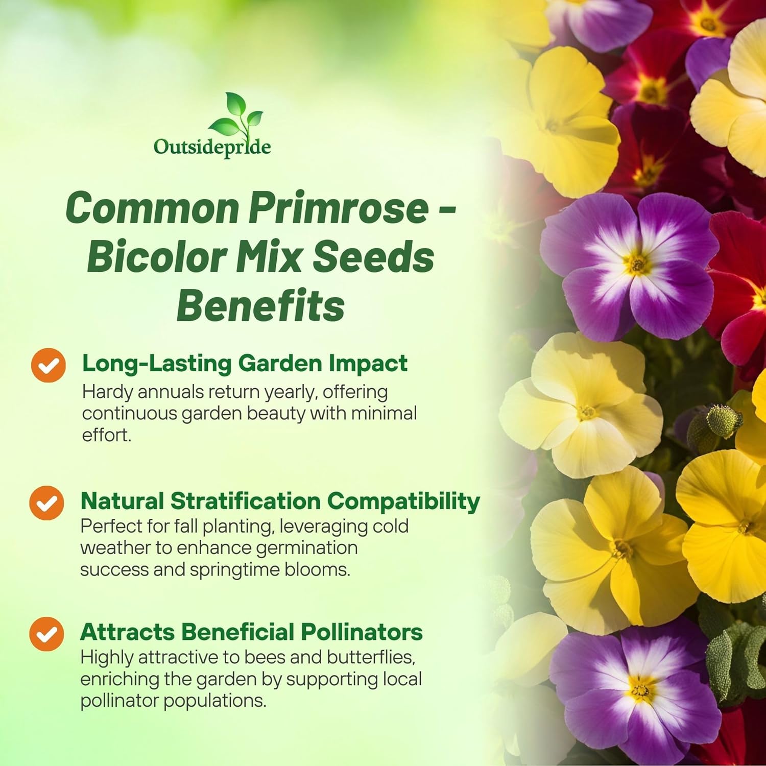 Common Primrose Acaulis Bicolor Mixture
