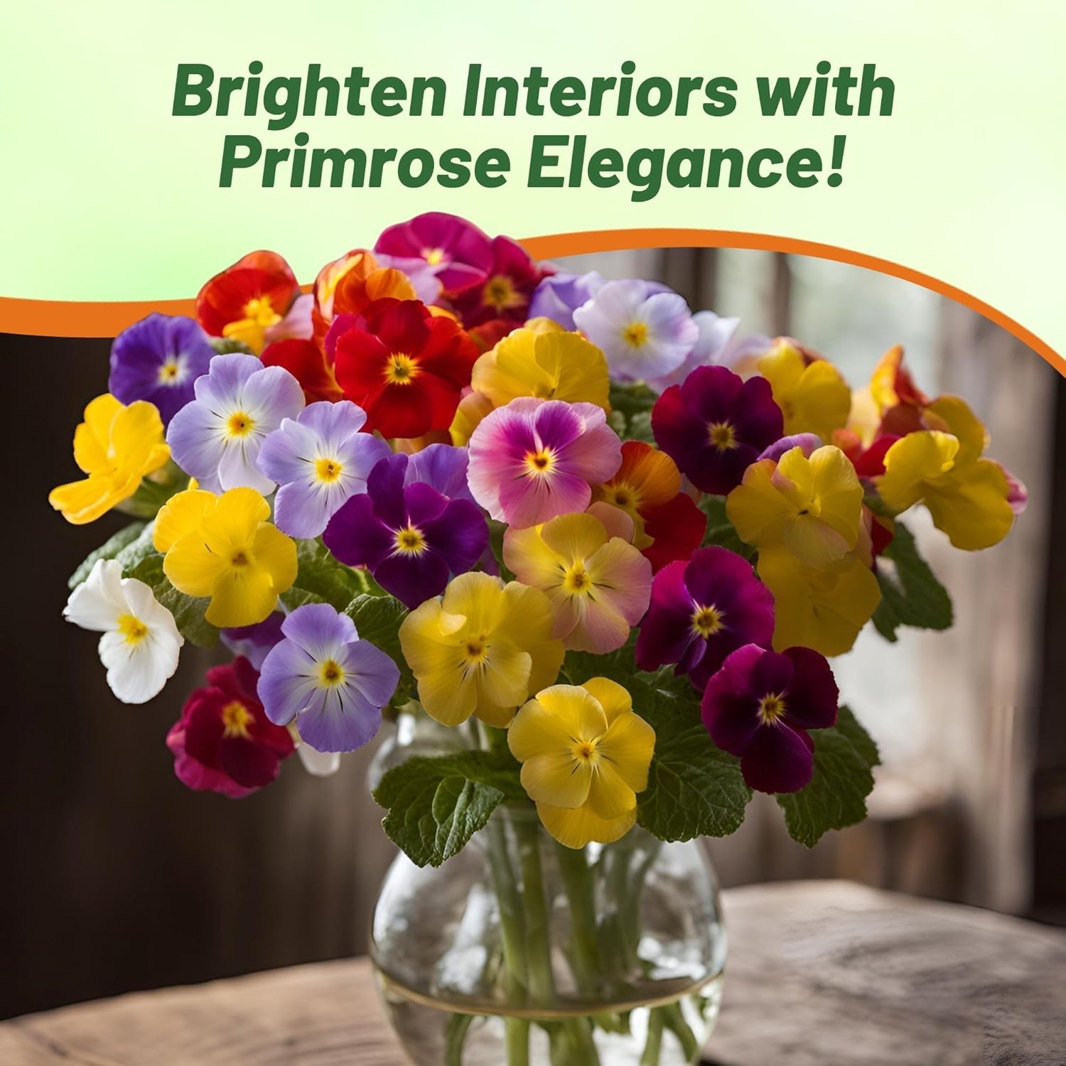 Common Primrose Bicolor Mix Flowers
