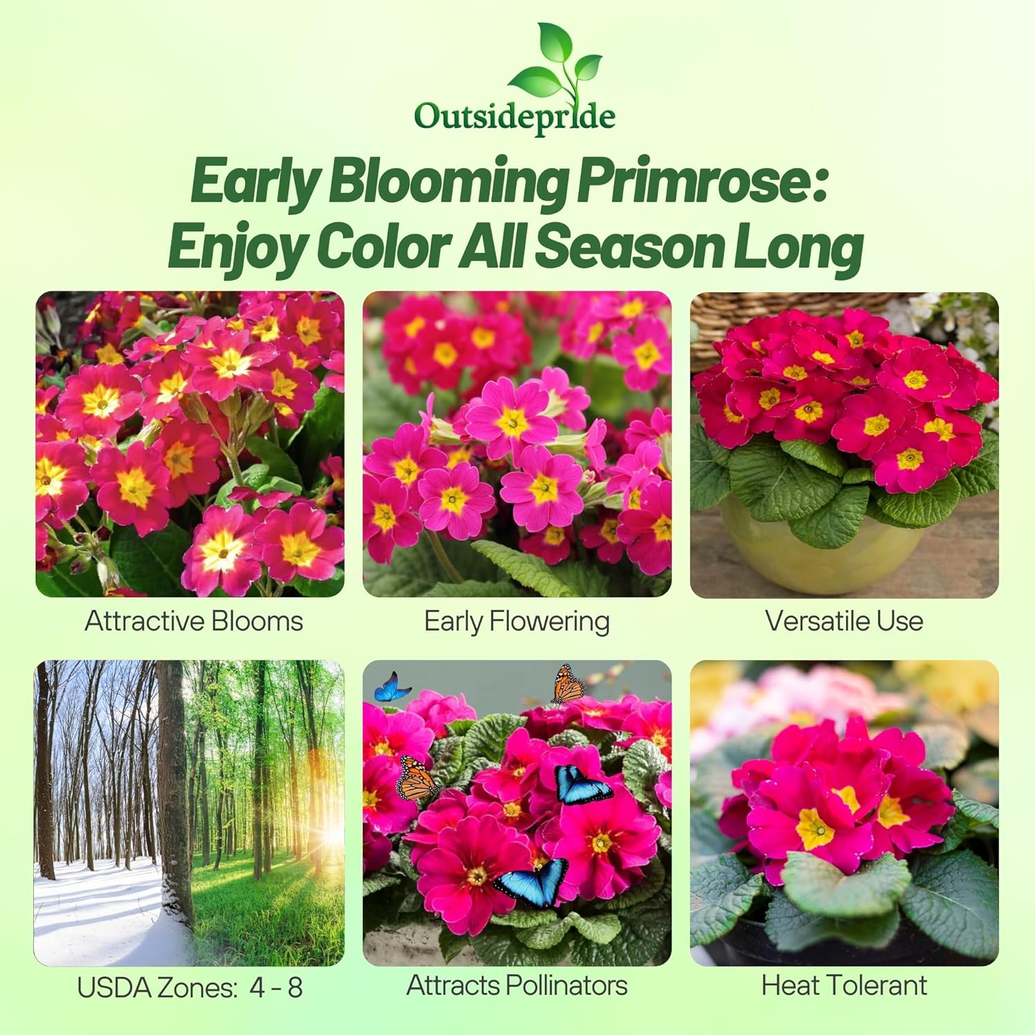 Common Primrose Danessa Pink Shades Flowers