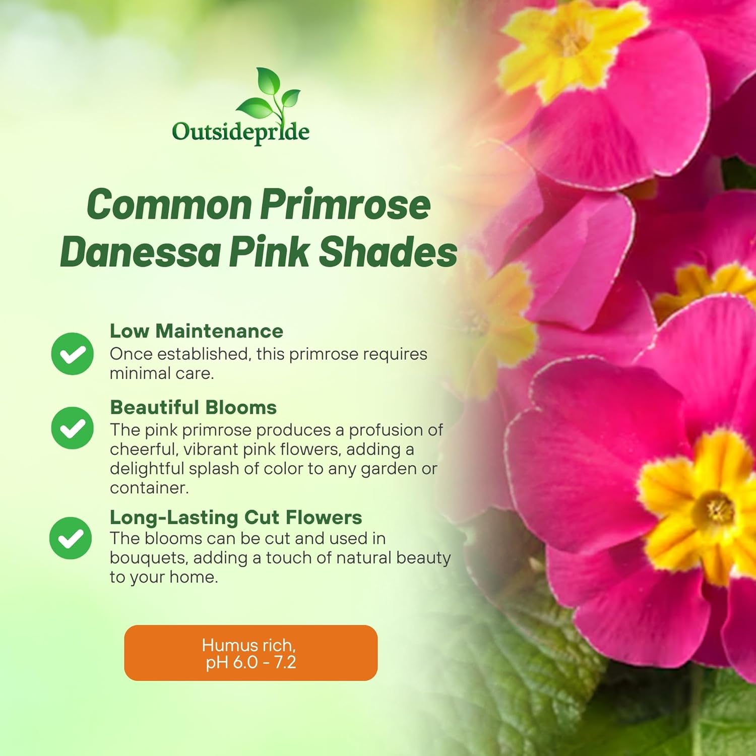 Common Primrose Pink Shades