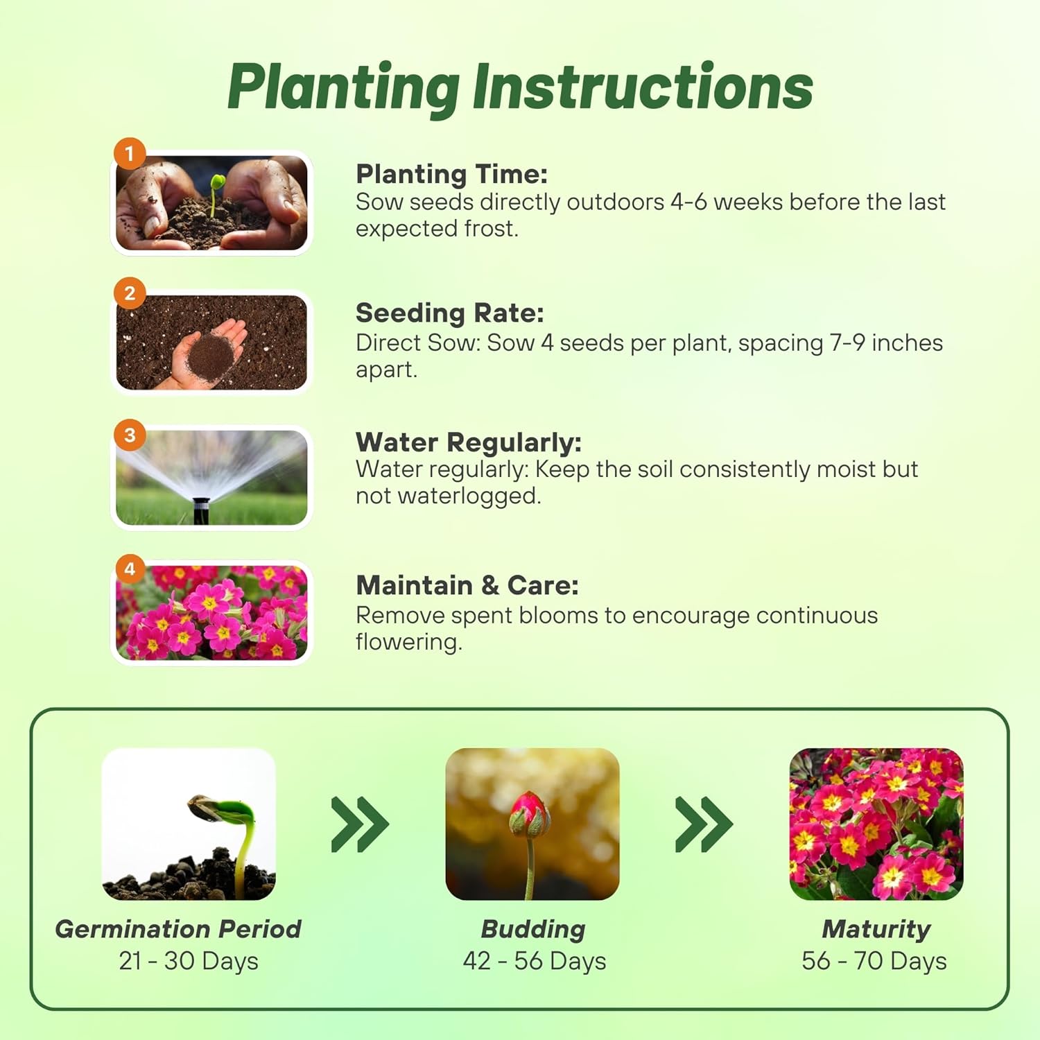 Common Primrose Pink Shades Planting Directions