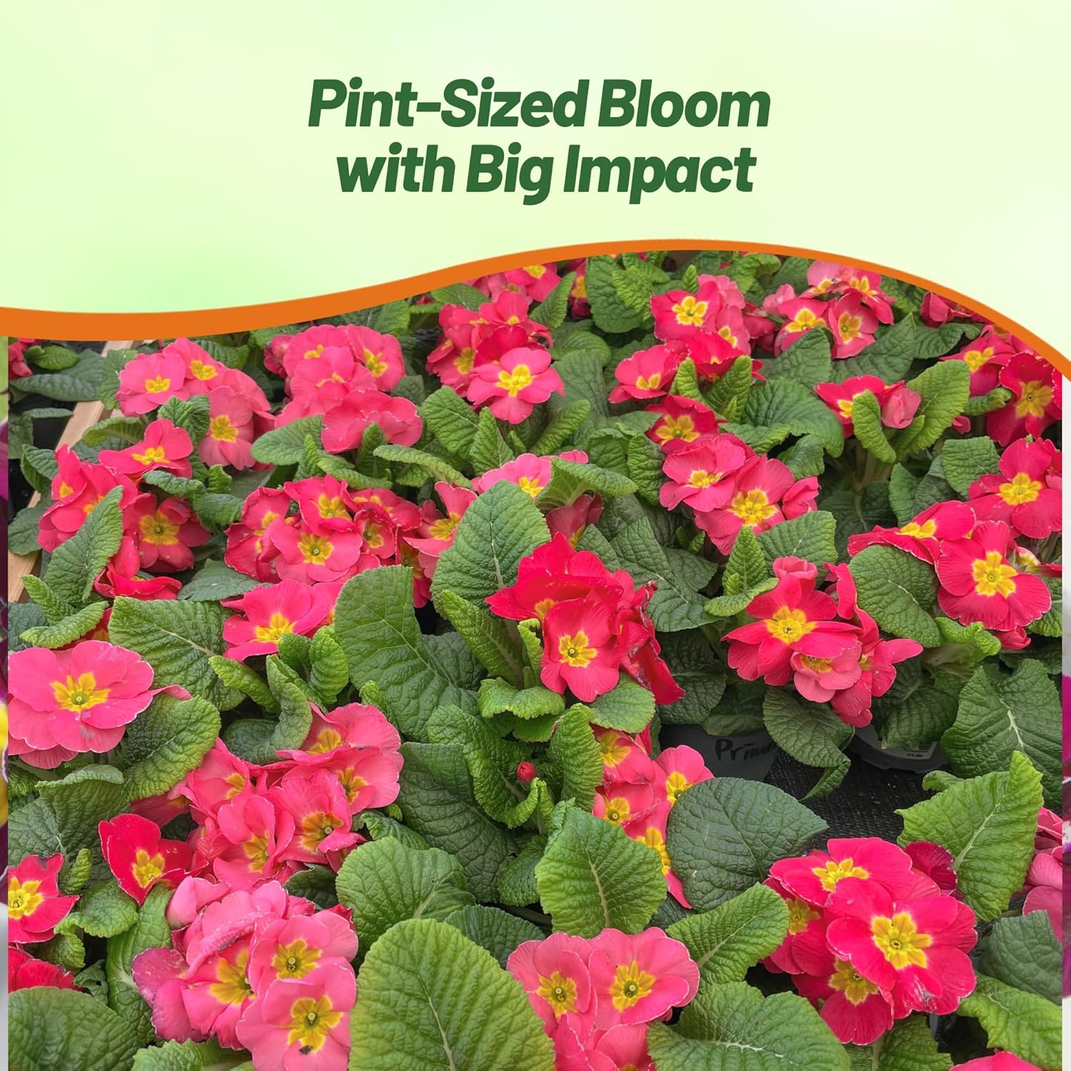 Common Primrose Danessa Pink Shade Flower Bed