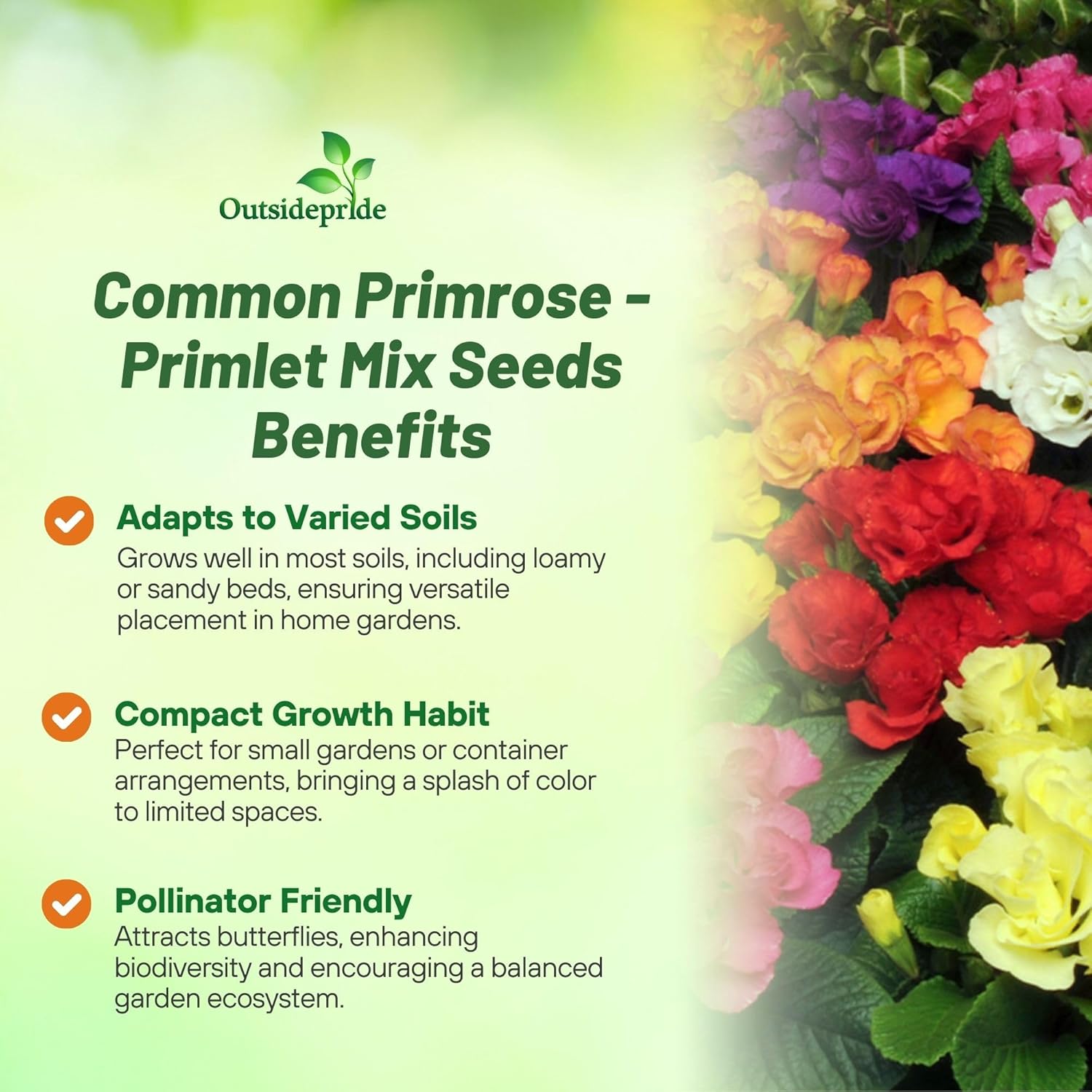 Common Primrose Acaulis Primlet Mix