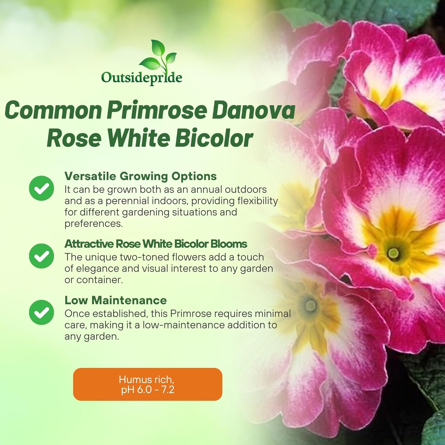 Common Primrose Bicolor Rose White Mix