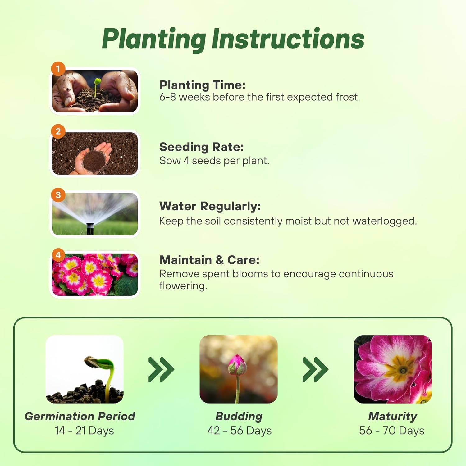 Common Primrose Rose White Mix Directions