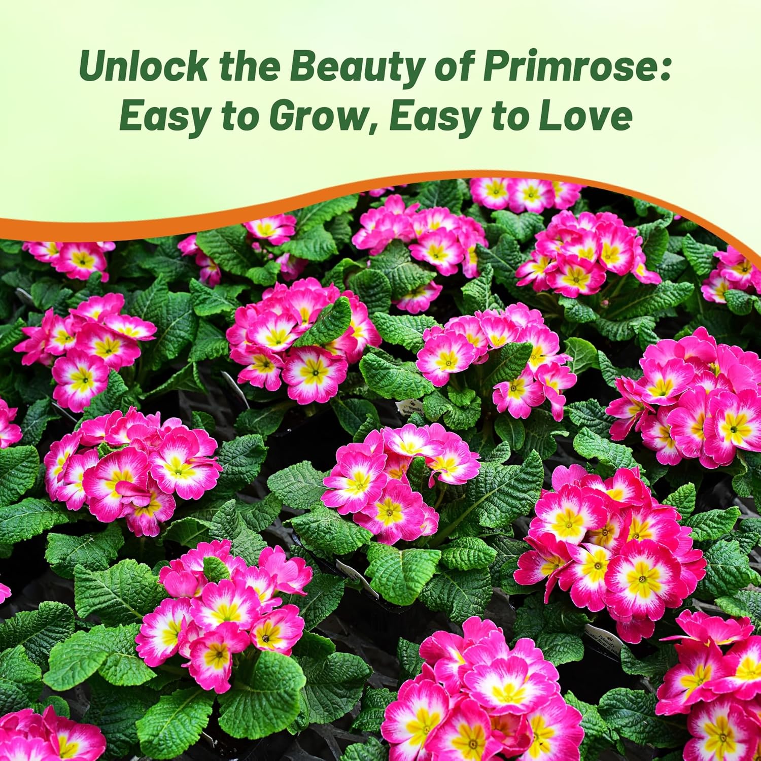 Common Primrose Rose White Bicolor Flower Garden