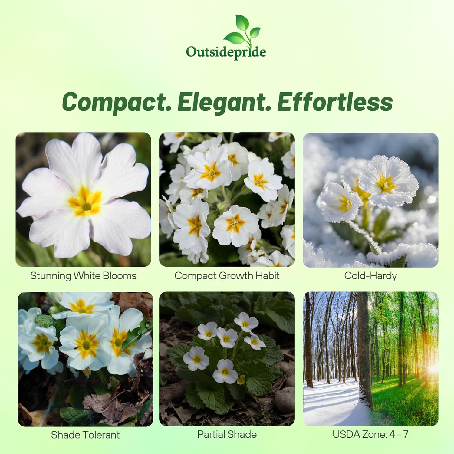 Common Primrose White Flowers