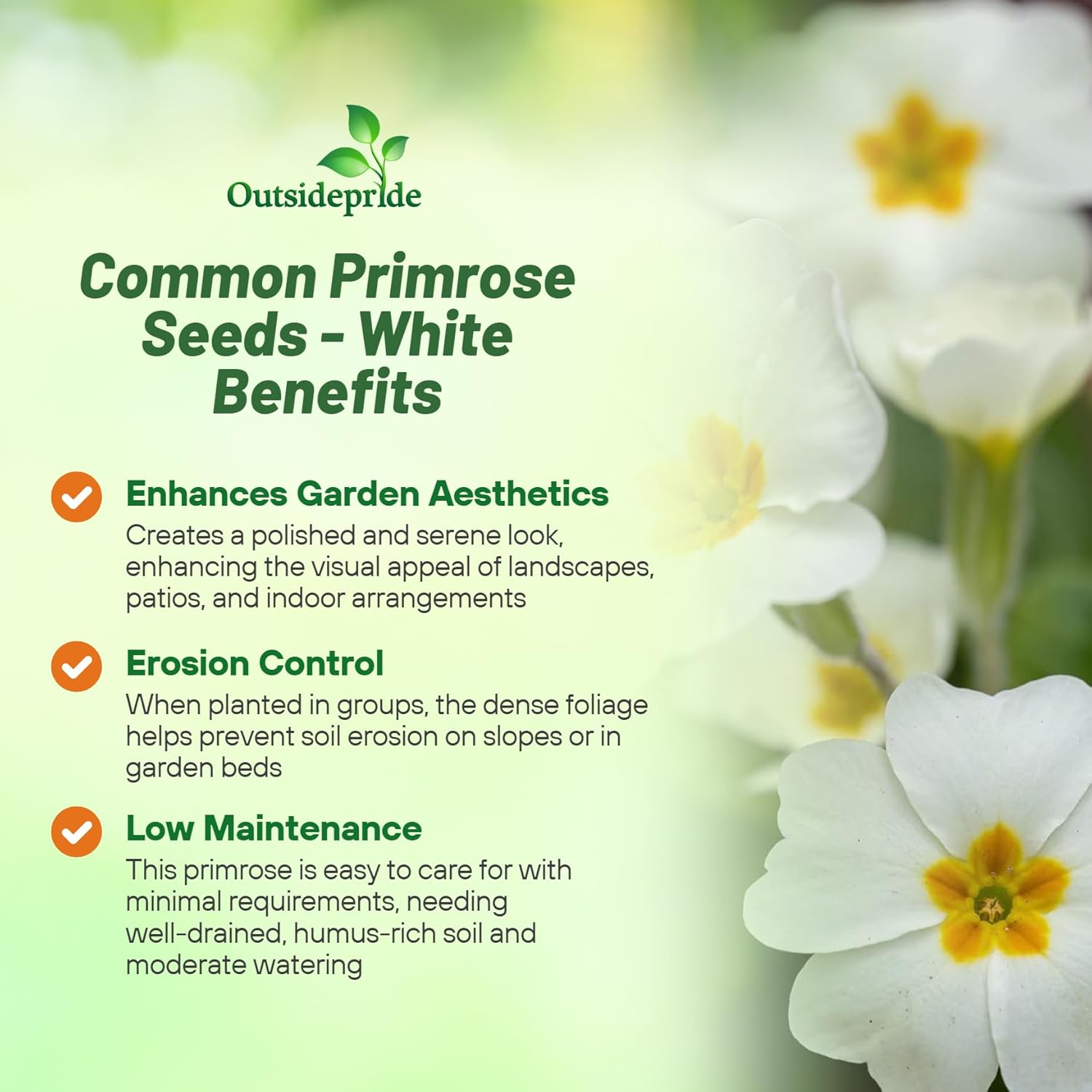Primula Acaulis S1 Accord White