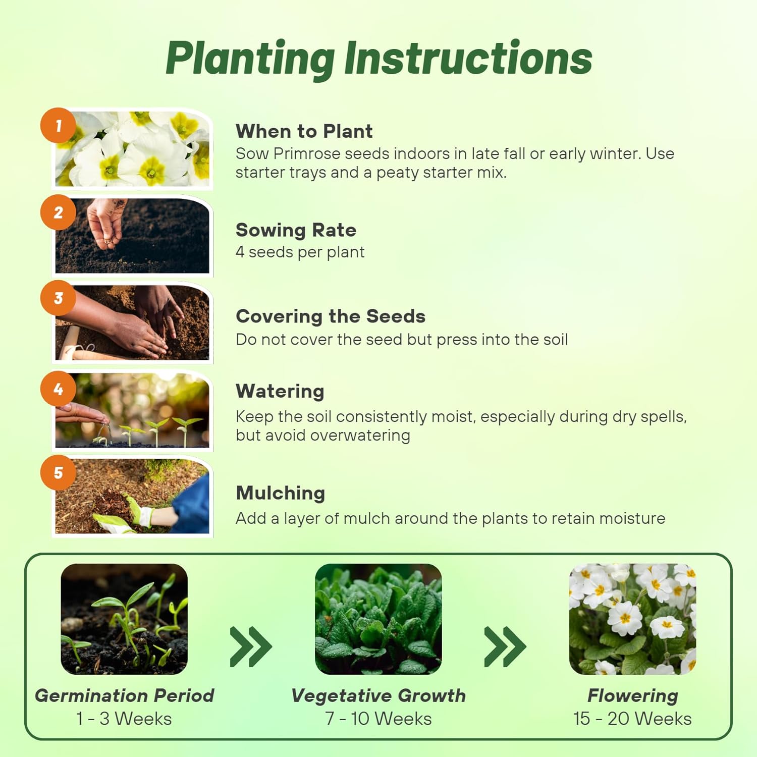 Perennial Primrose White Planting Directions
