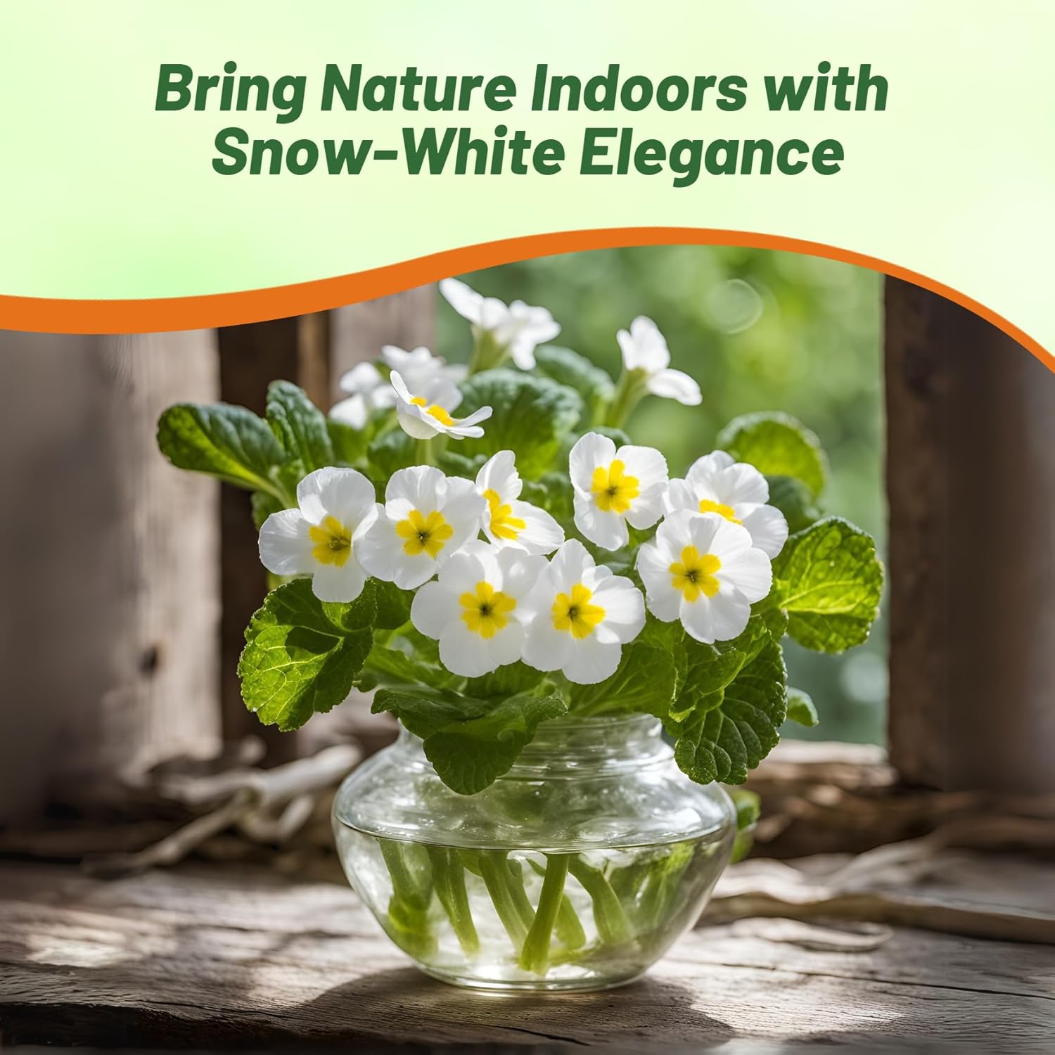 Perennial Common Primrose White Flowers