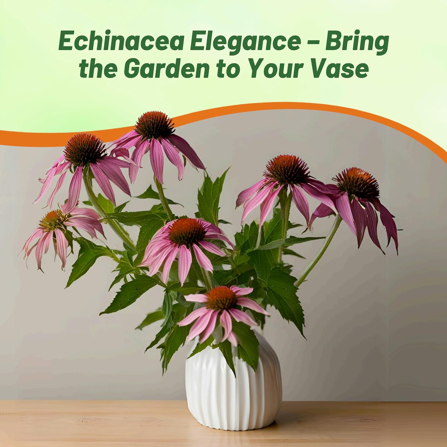 Echinacea Purpurea Magnus Seed