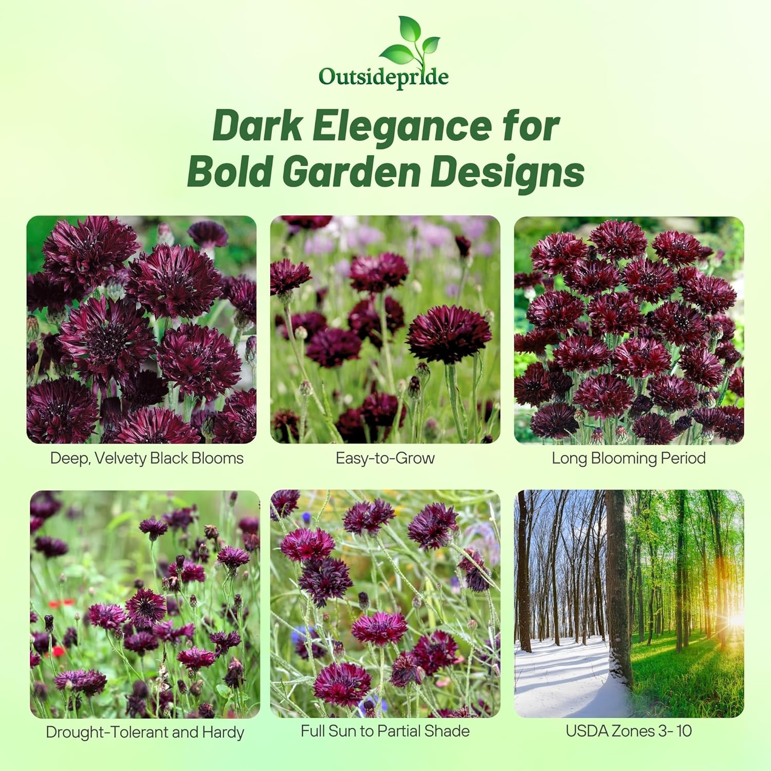 Bachelor Button Black Flower Seeds
